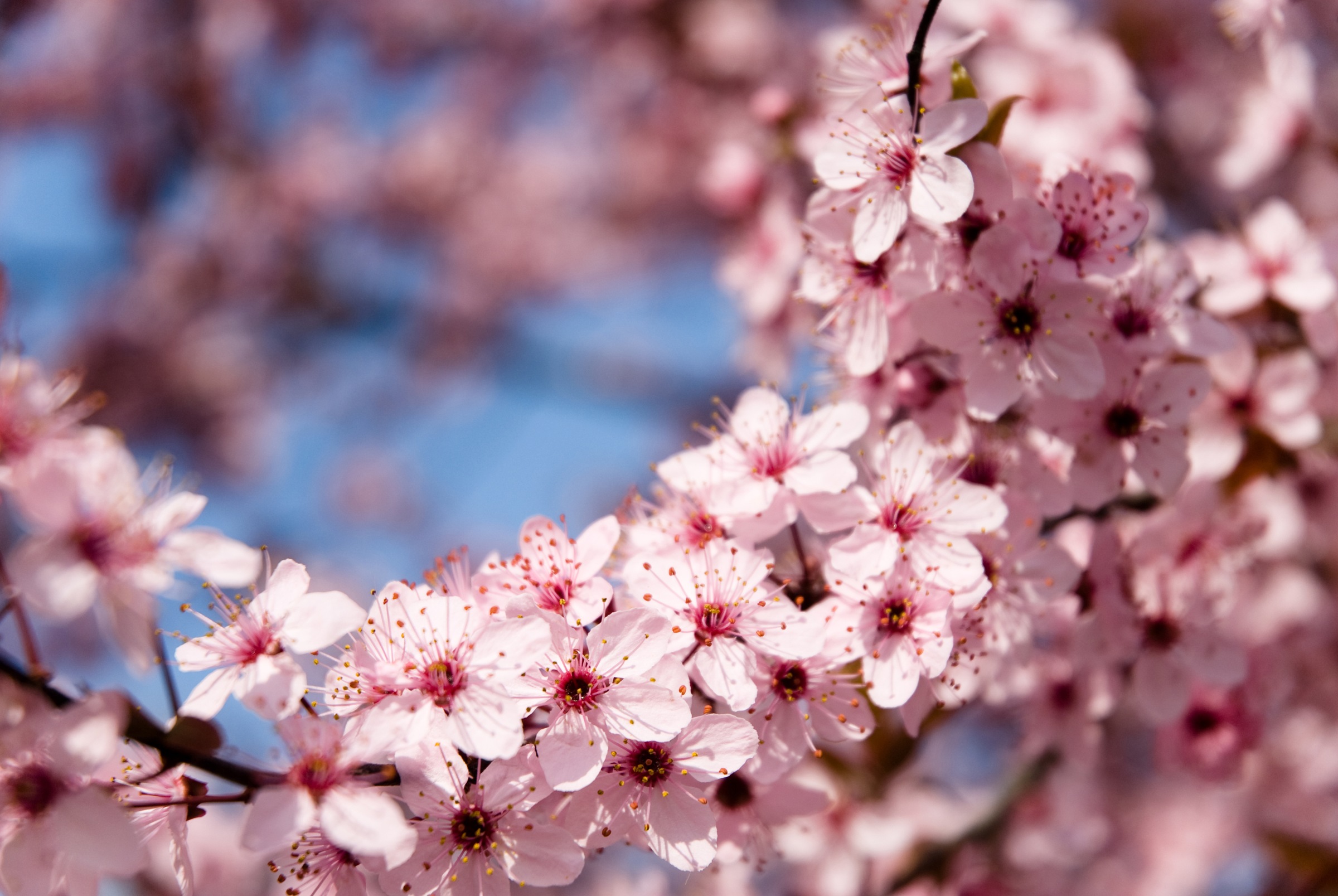Image of Papermoon Fototapete »Springtime Flowers« bei Ackermann Versand Schweiz