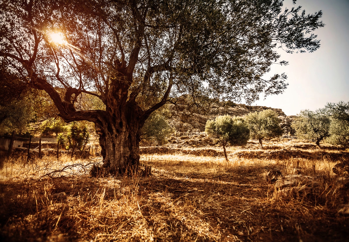 Image of Papermoon Fototapete "Wald in Landschaft"