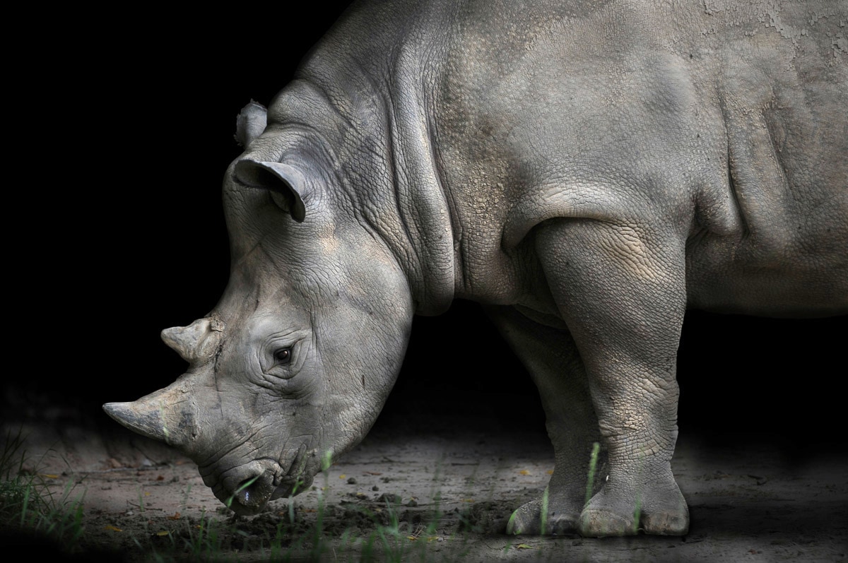 Image of Papermoon Fototapete "Nashorn"