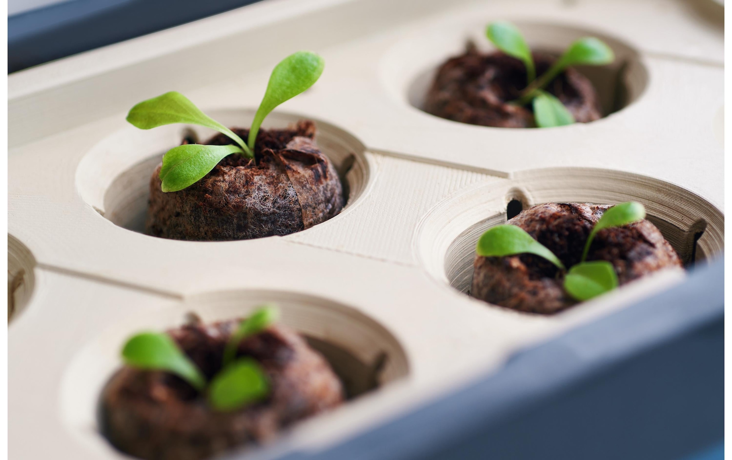 Gusta Garden Pot de fleurs »HERBS«