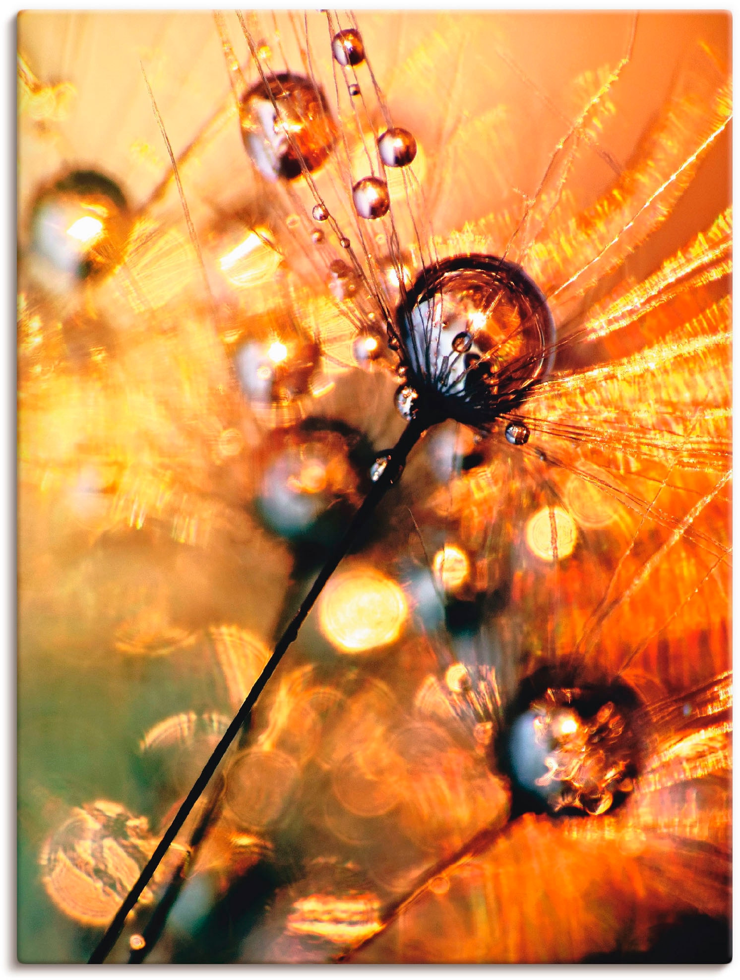 Image of Artland Leinwandbild "Pusteblume Energy" Blumen 1 Stk. tlg. auf Holzrahmen gespannt
