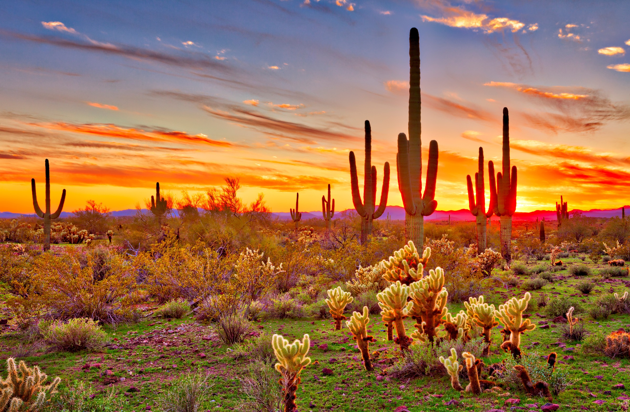 Image of Papermoon Fototapete »Saguaros Sunset Phoenix« bei Ackermann Versand Schweiz