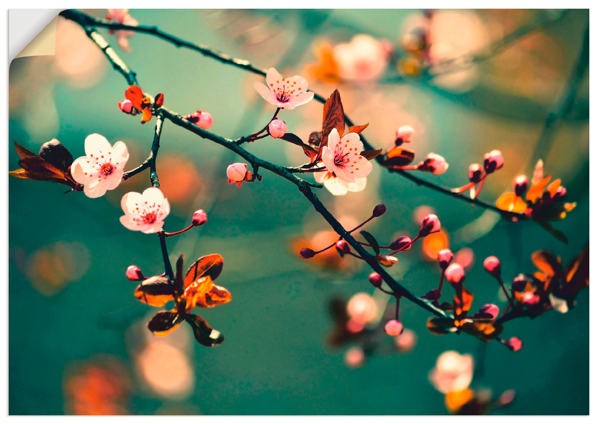 Image of Artland Wandbild »Japanische Kirsch Sakura Blumen«, Blumen, (1 St.), in vielen Grössen & Produktarten - Alubild / Outdoorbild für den Aussenbereich, Leinwandbild, Poster, Wandaufkleber / Wandtattoo auch für Badezimmer geeignet bei Ackermann Versand Schwei