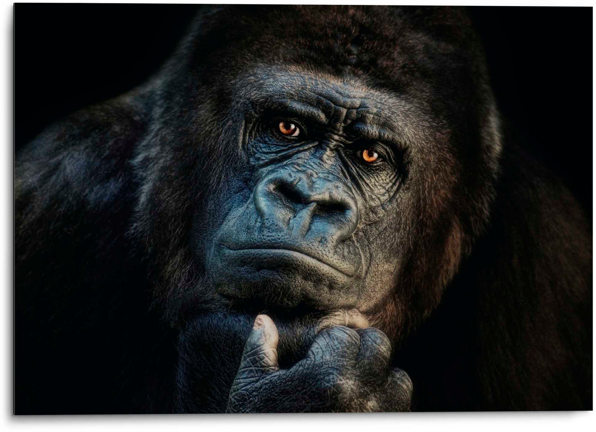 Image of Platinum Alu-Dibond-Druck "Gorilla" 1 1 Stk. tlg. Joachim G. Pinkawa