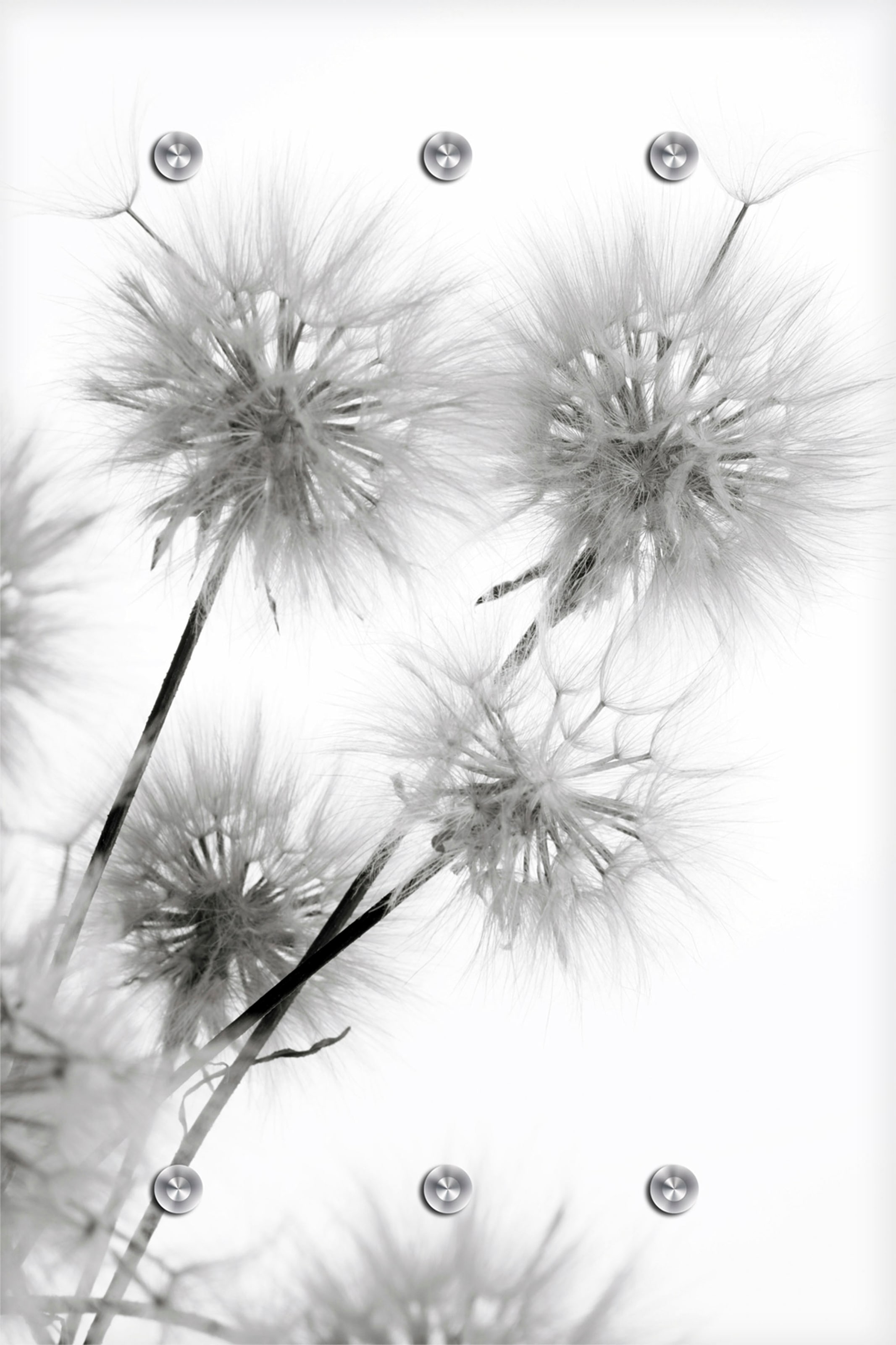 Image of queence Garderobenleiste "Pusteblume" mit 6 Haken, 80 x 120 cm