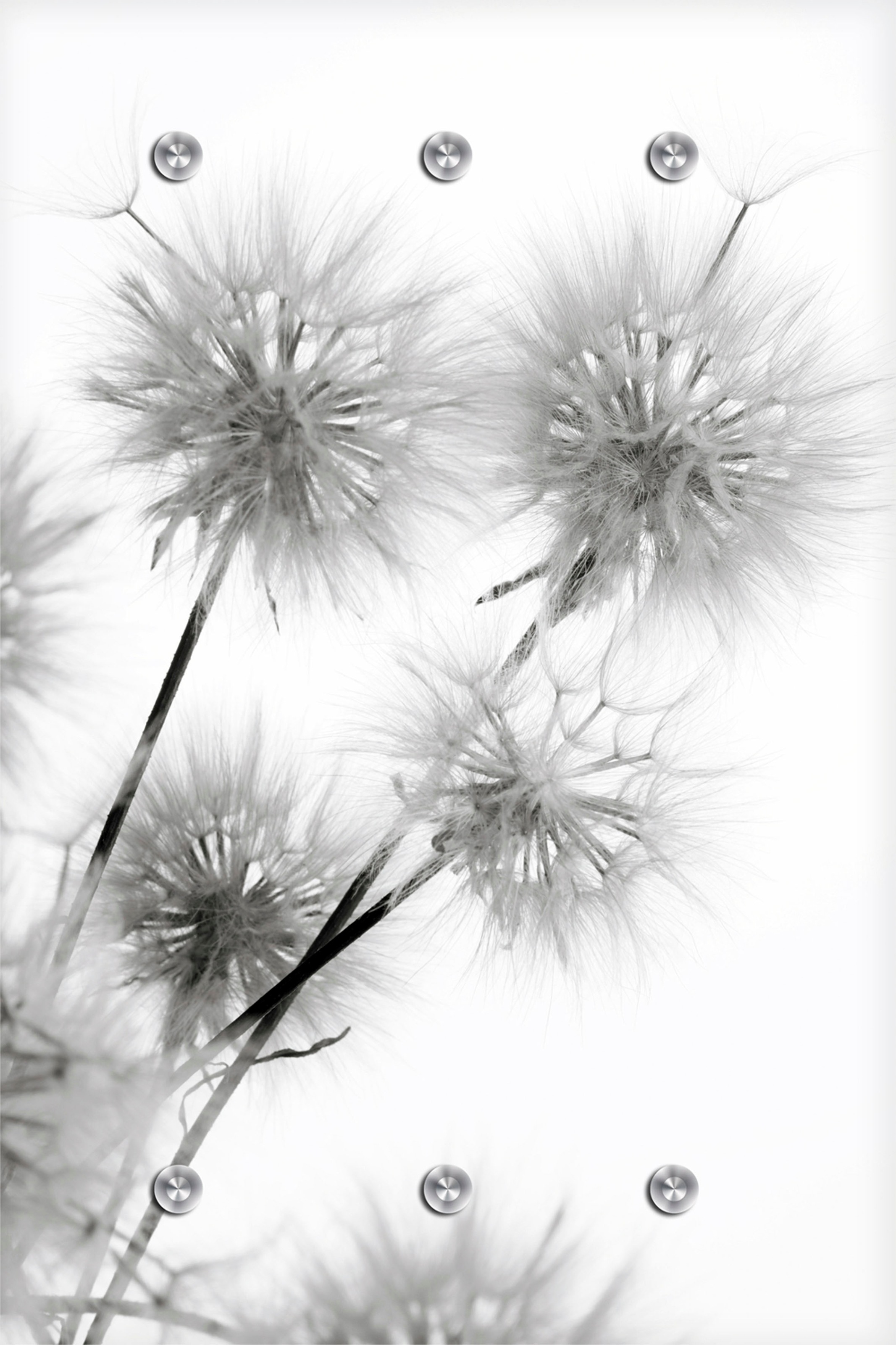 Image of queence Garderobenleiste »Pusteblume« bei Ackermann Versand Schweiz