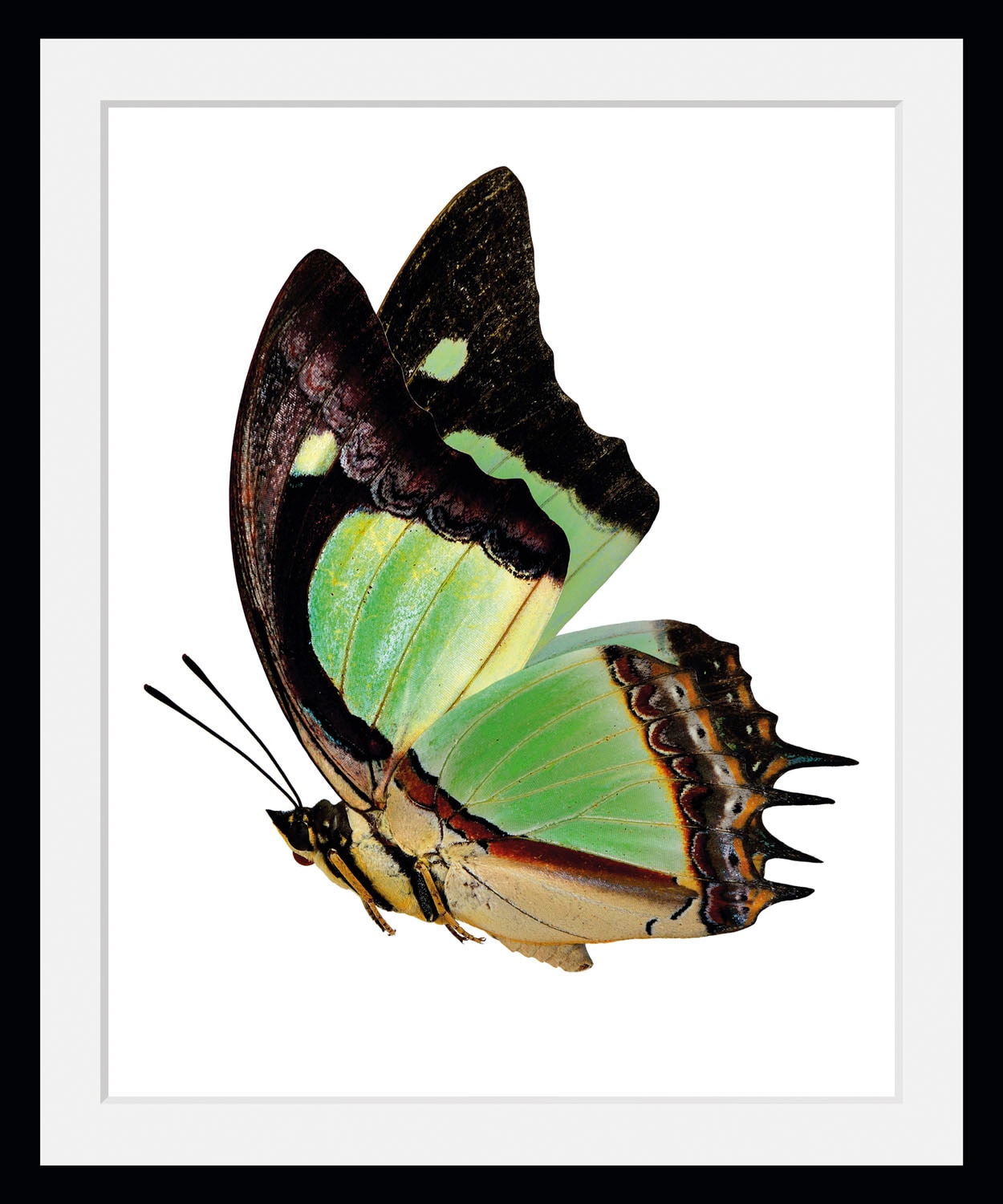 Image of queence Bild "Charly" Insekten Kunst Schmetterlinge historische Ereignisse 1 Stk. tlg. HD Premium Poster-Druck inkl. Holzrahmen