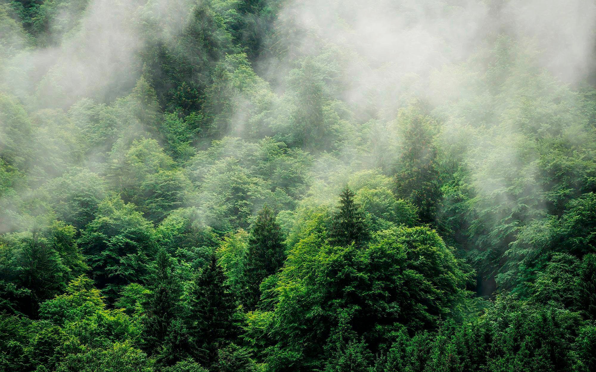 Image of Komar Vliestapete »Pure Forest Land«, naturalistisch bei Ackermann Versand Schweiz