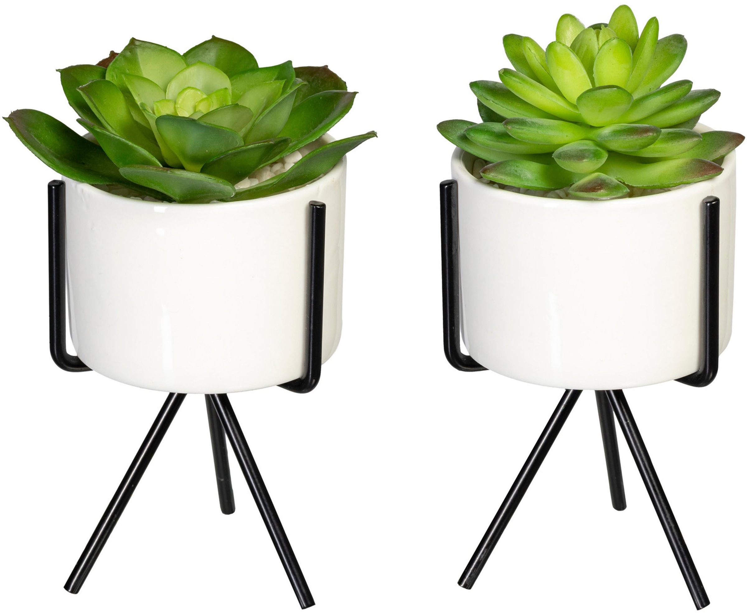 Image of Creativ green Kunstpflanze »Sukkulenten«, (2 St.), im 2er Set bei Ackermann Versand Schweiz