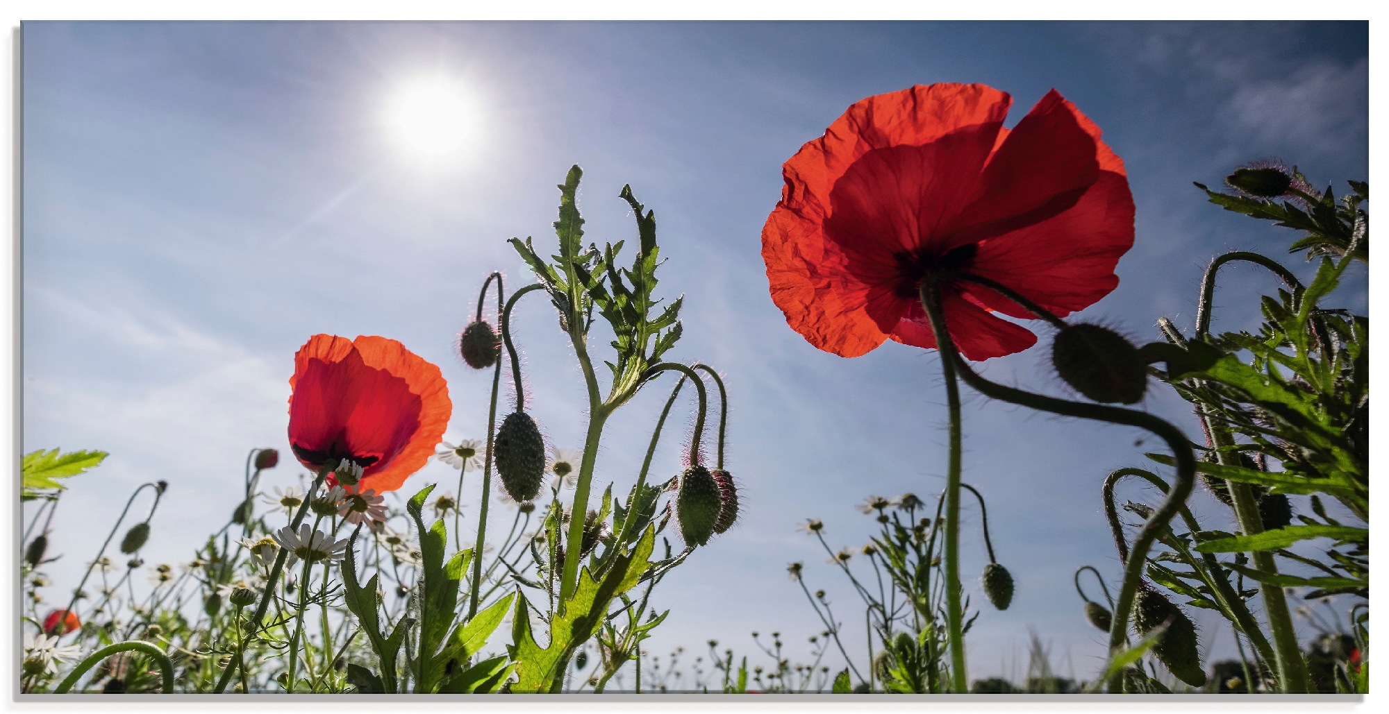 Image of Artland Glasbild »Mohnblumen im Frühling«, Blumenwiese, (1 St.) bei Ackermann Versand Schweiz