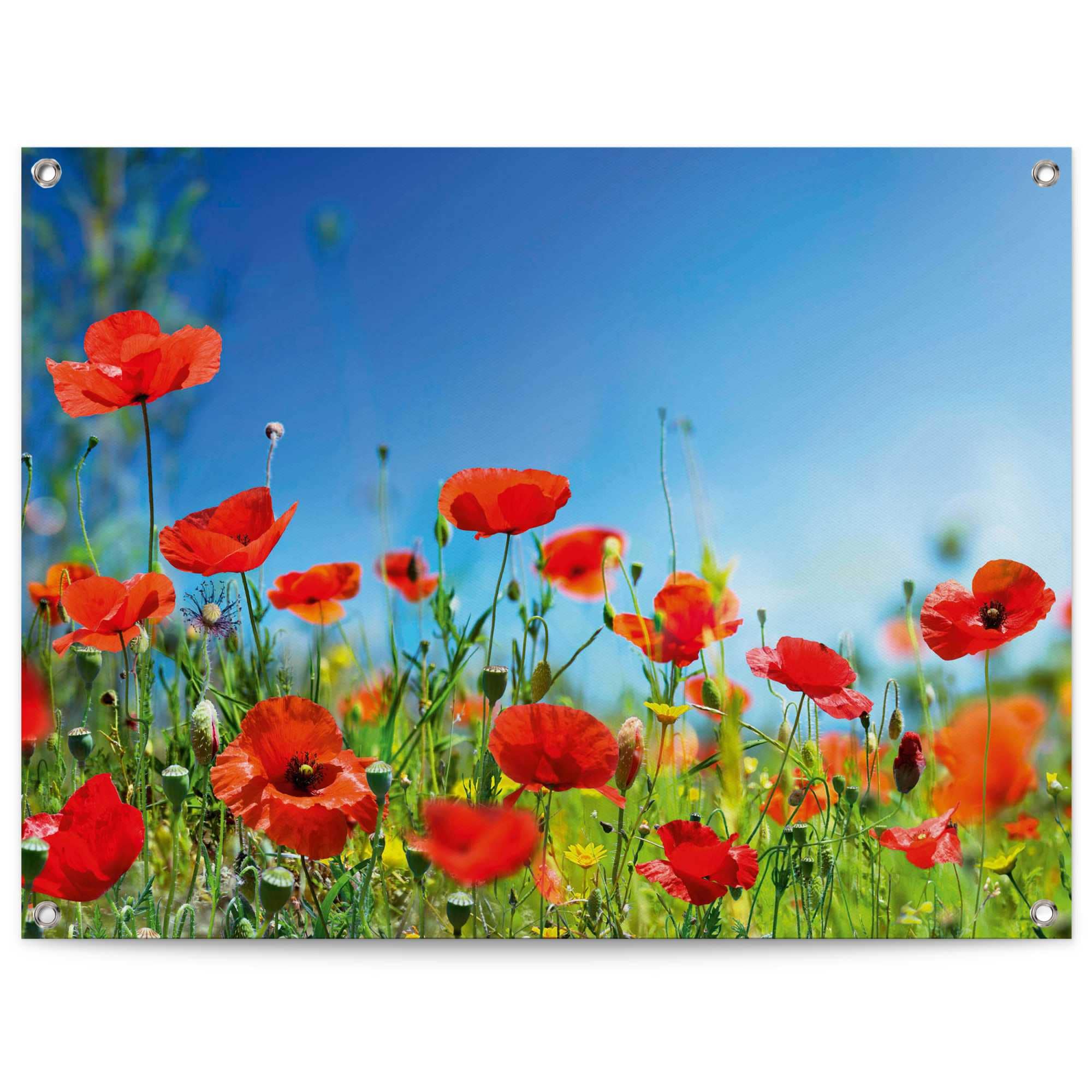 Image of Reinders Poster "Sommerblumen" Outdoor für Garten oder Balkon