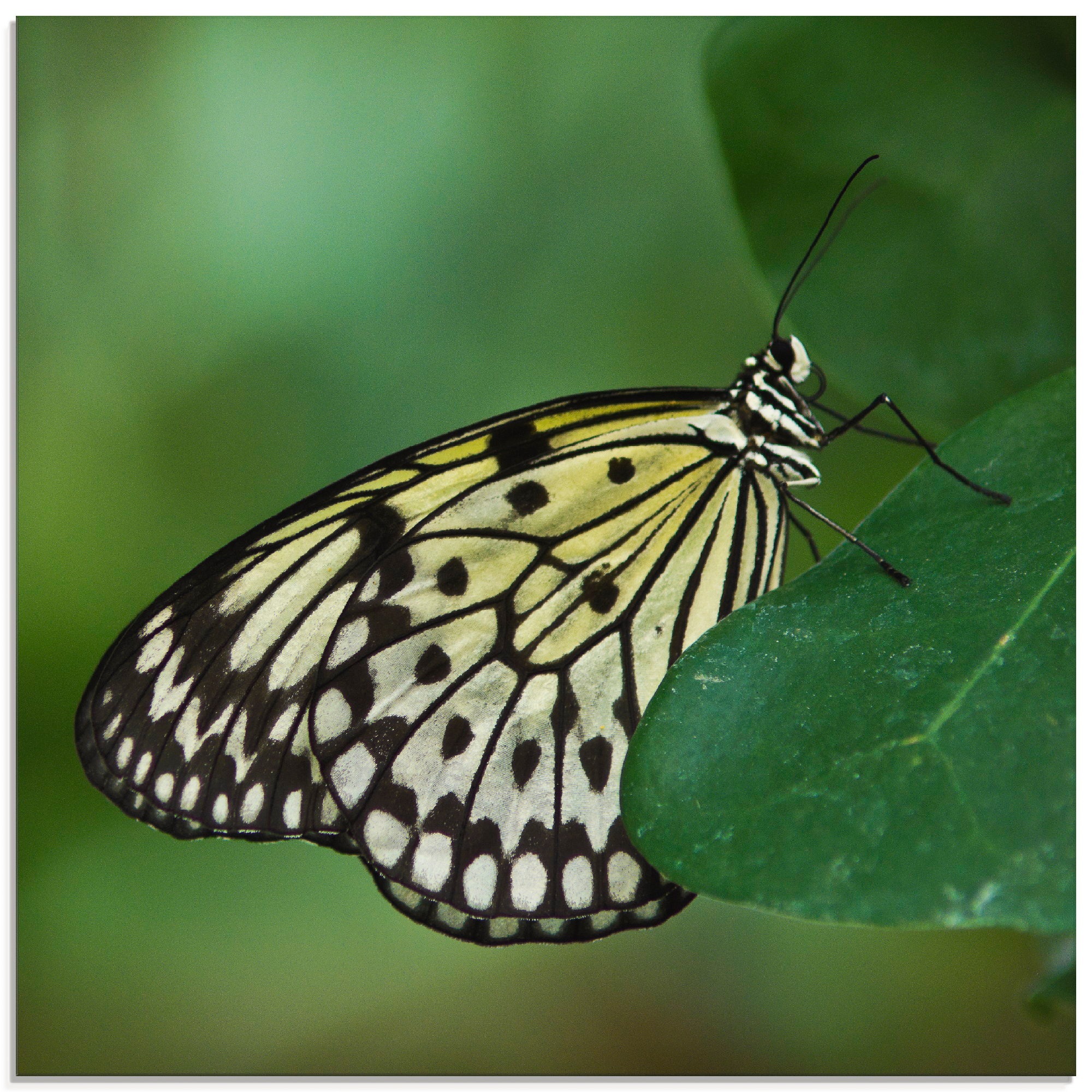 Image of Artland Glasbild »weisse Baumnymphe«, Insekten, (1 St.) bei Ackermann Versand Schweiz