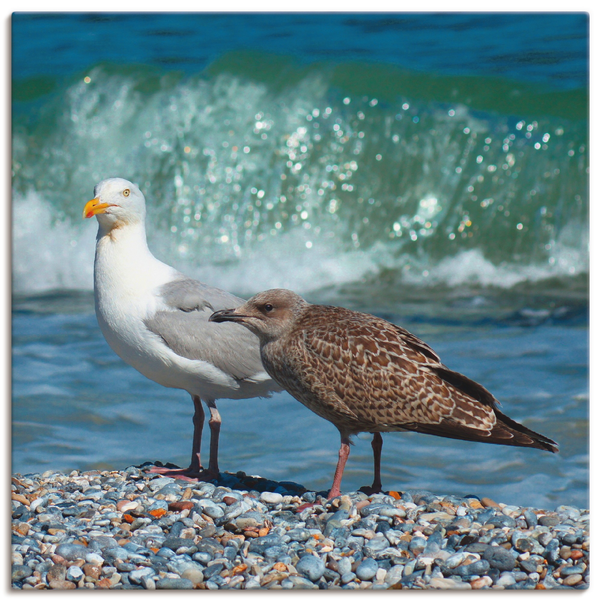 Image of Artland Wandbild »Möwen in der Meeresbrandung«, Vögel, (1 St.), in vielen Grössen & Produktarten - Alubild / Outdoorbild für den Aussenbereich, Leinwandbild, Poster, Wandaufkleber / Wandtattoo auch für Badezimmer geeignet bei Ackermann Versand Schweiz