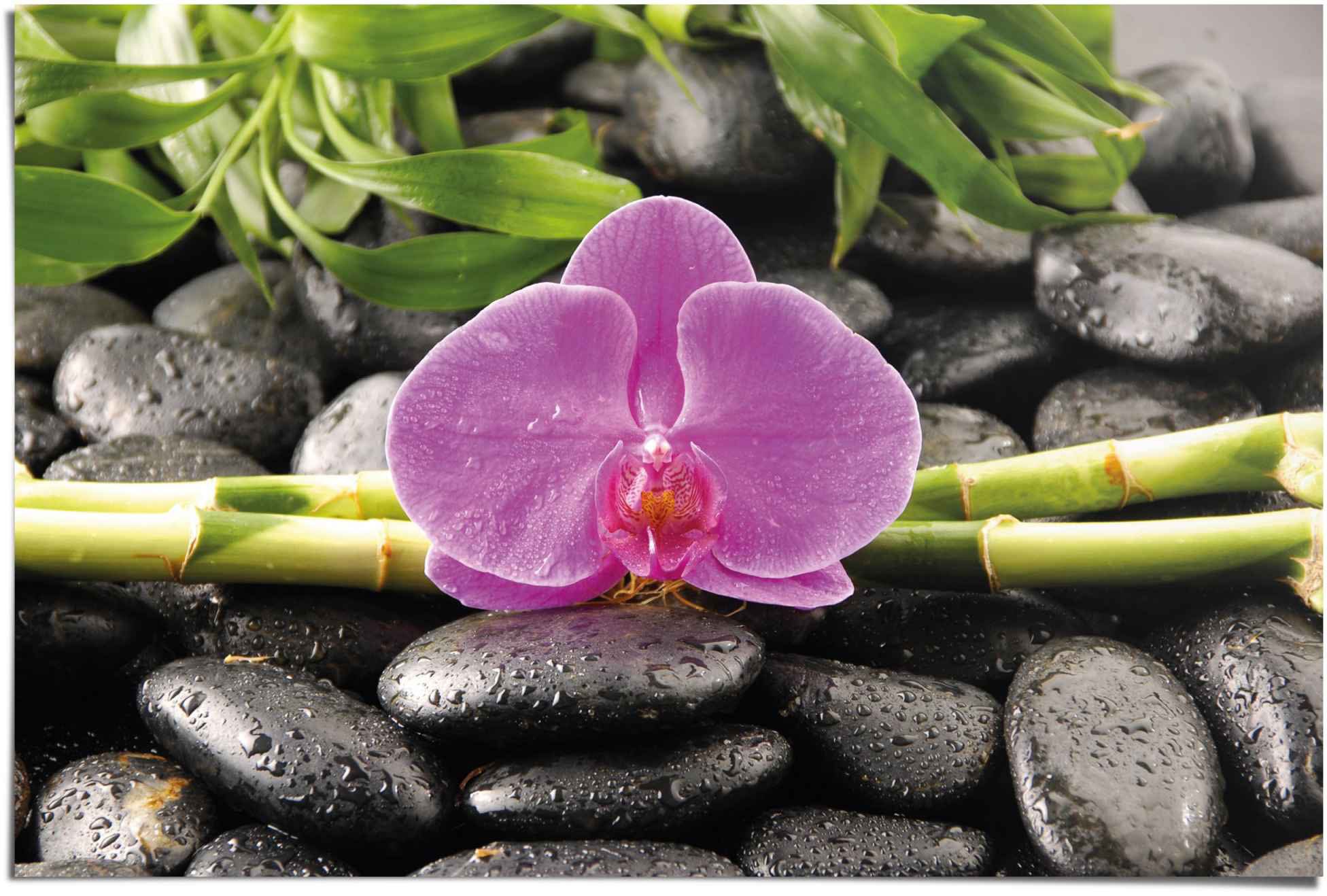 Image of Reinders! Poster »Orchidee«, (1 St.) bei Ackermann Versand Schweiz