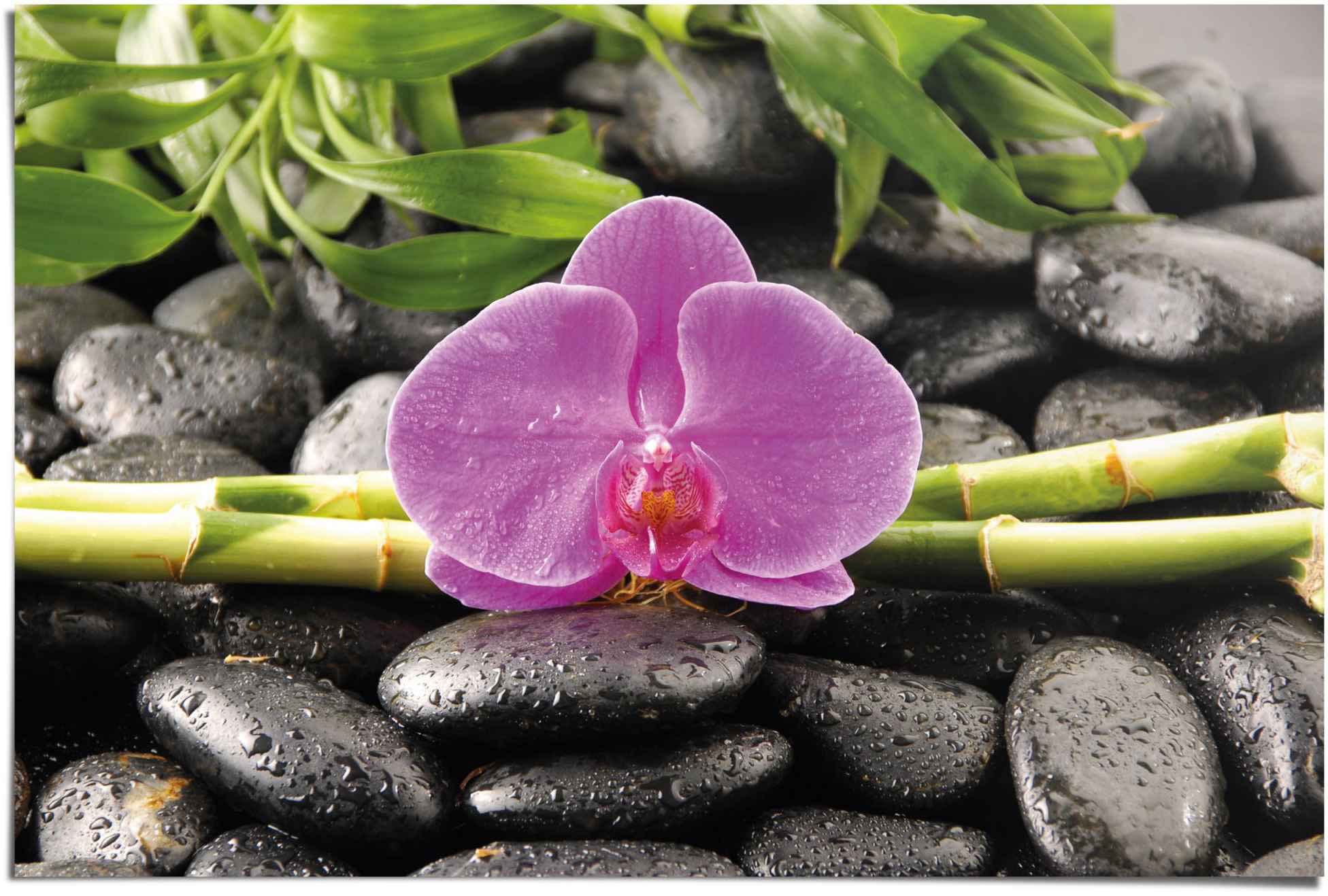 Image of Reinders Poster "Orchidee" 1 Stk. tlg.