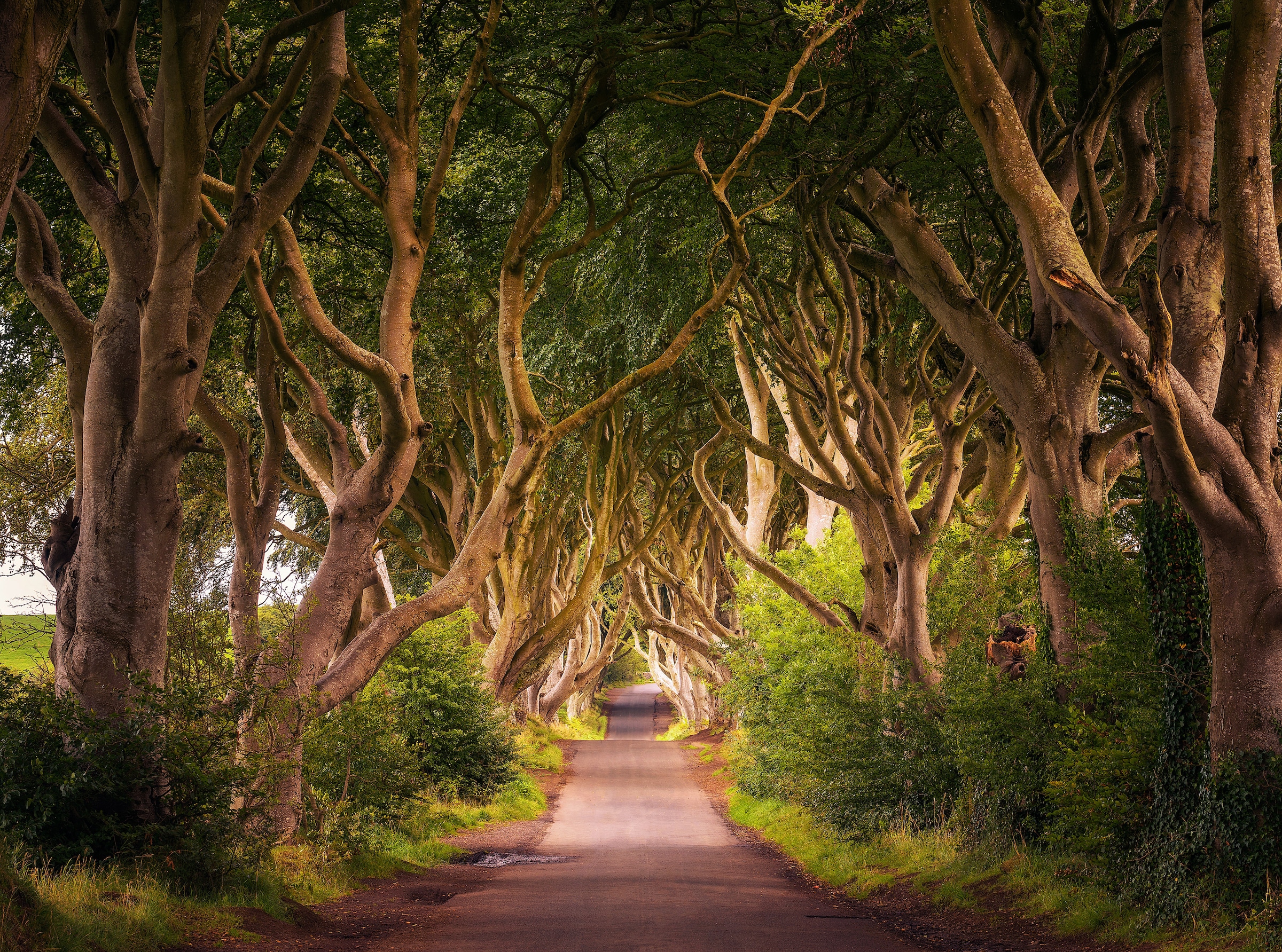 Image of Papermoon Fototapete "Dark Hedges Tree Tunnel" glatt