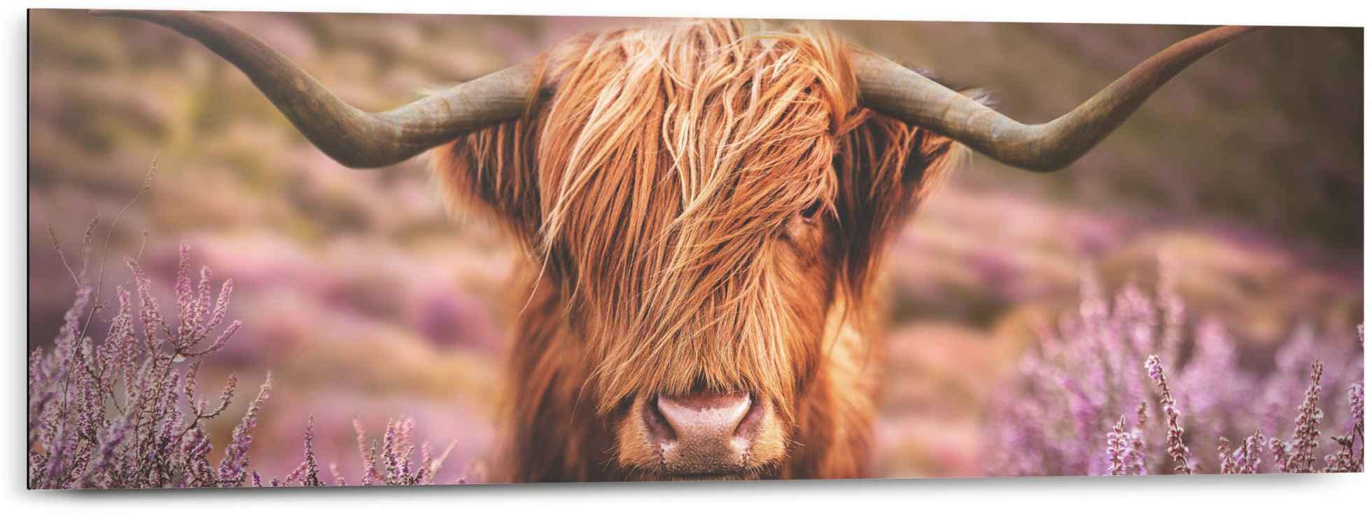Hochlandrind«, Wandbild (1 Kuh, St.) kaufen »Wandbild Reinders! jetzt