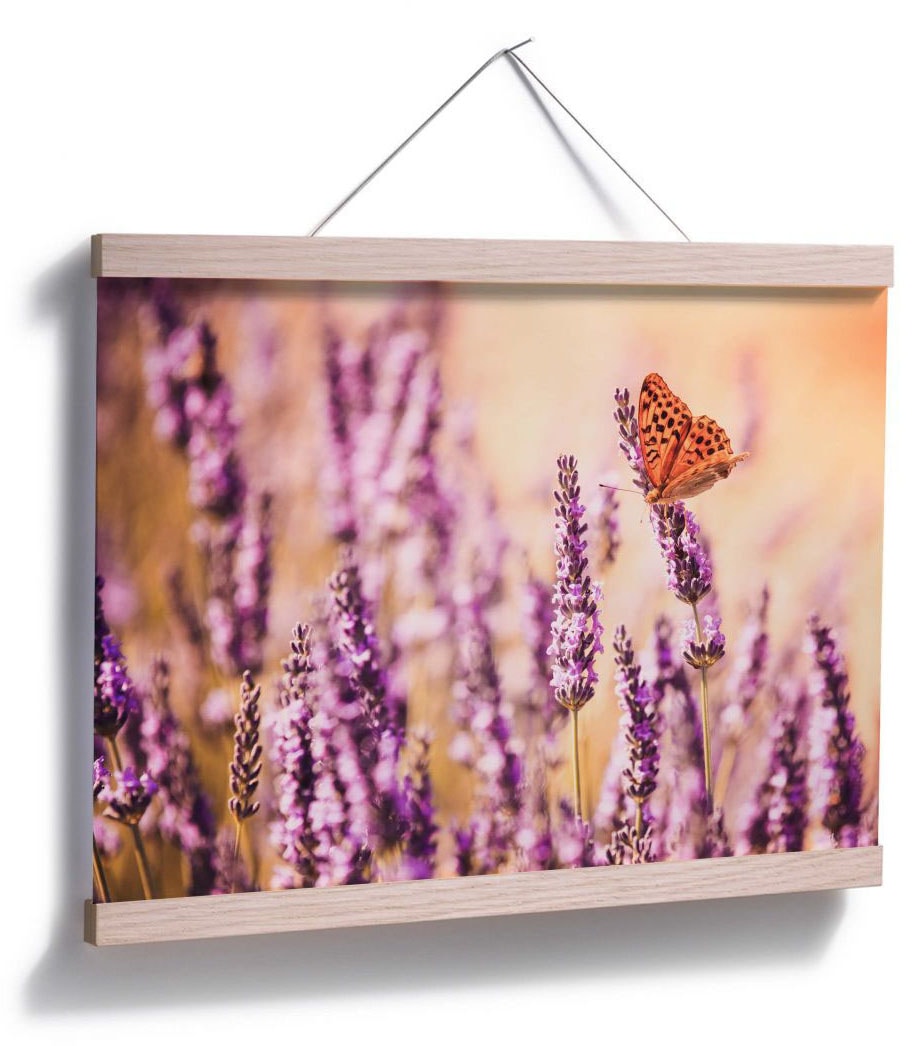 Poster (1 »Schmetterling Bild, kaufen Wall-Art Wandbild, Wandposter bequem Poster, Lavendel«, St.), Schmetterlinge,