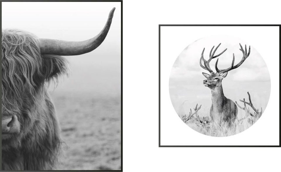 Image of Reinders! Wandbild »Highlander Bulle und ein Hirsch Schwarz-Weiss - Wandbilder Set«, (Set) bei Ackermann Versand Schweiz