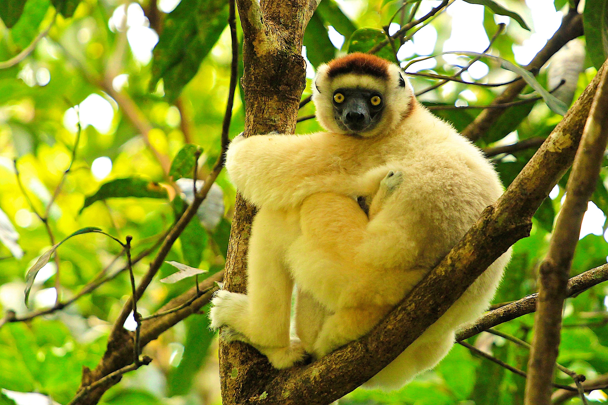 Image of Papermoon Fototapete "MAKI LEMOR MIT BABY-MADAGASKAR AFFE TIERE BAUM"