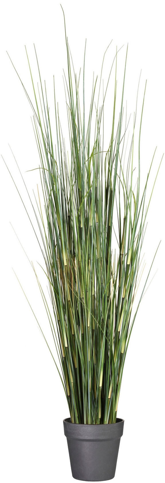 Image of Creativ green Kunstgras »Equisetumgras«, (1 St.), im Kunststofftopf bei Ackermann Versand Schweiz