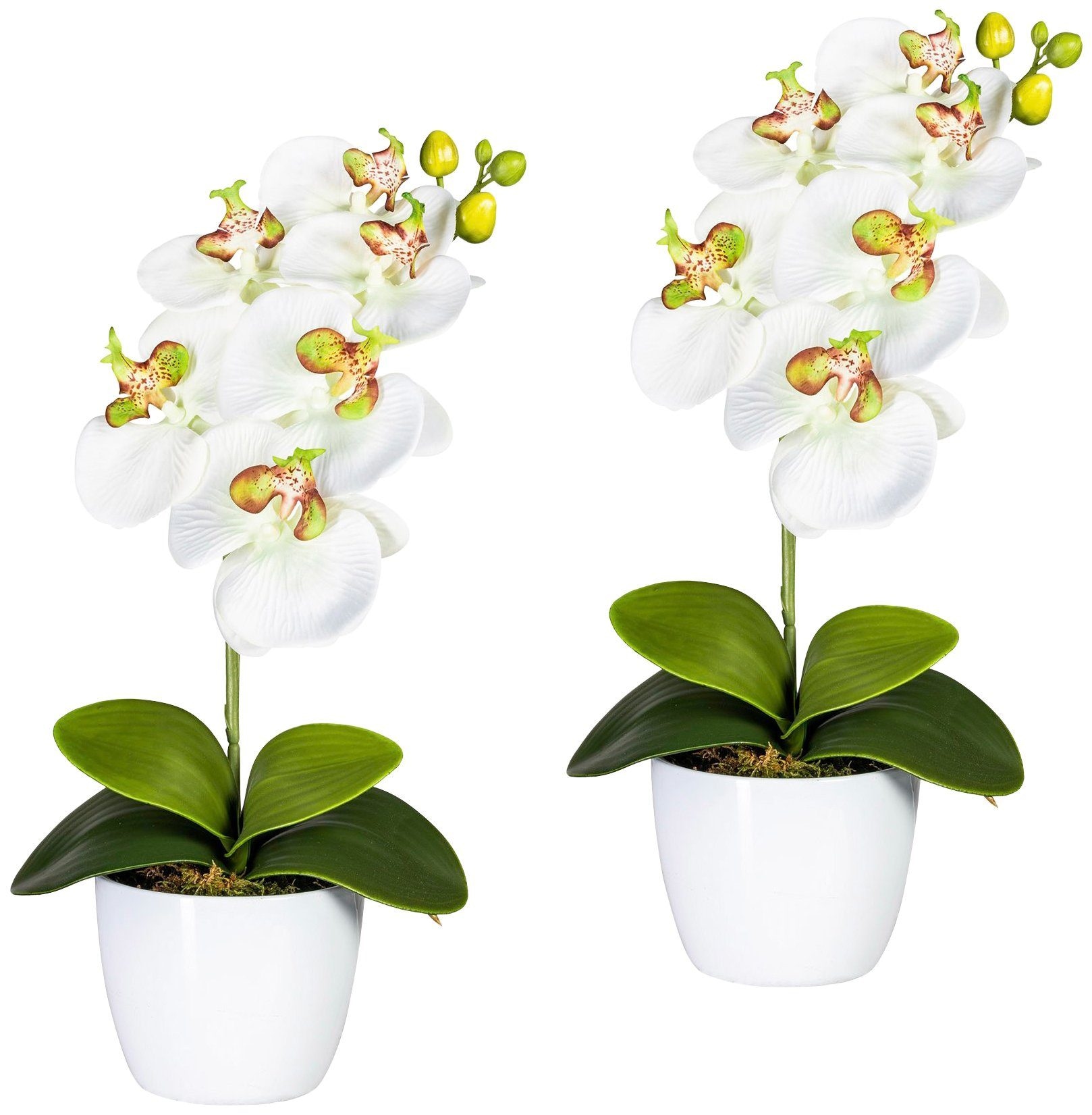 Kunstpflanze jetzt »Orchidee im green Creativ kaufen Phalaenopsis«, Keramiktopf
