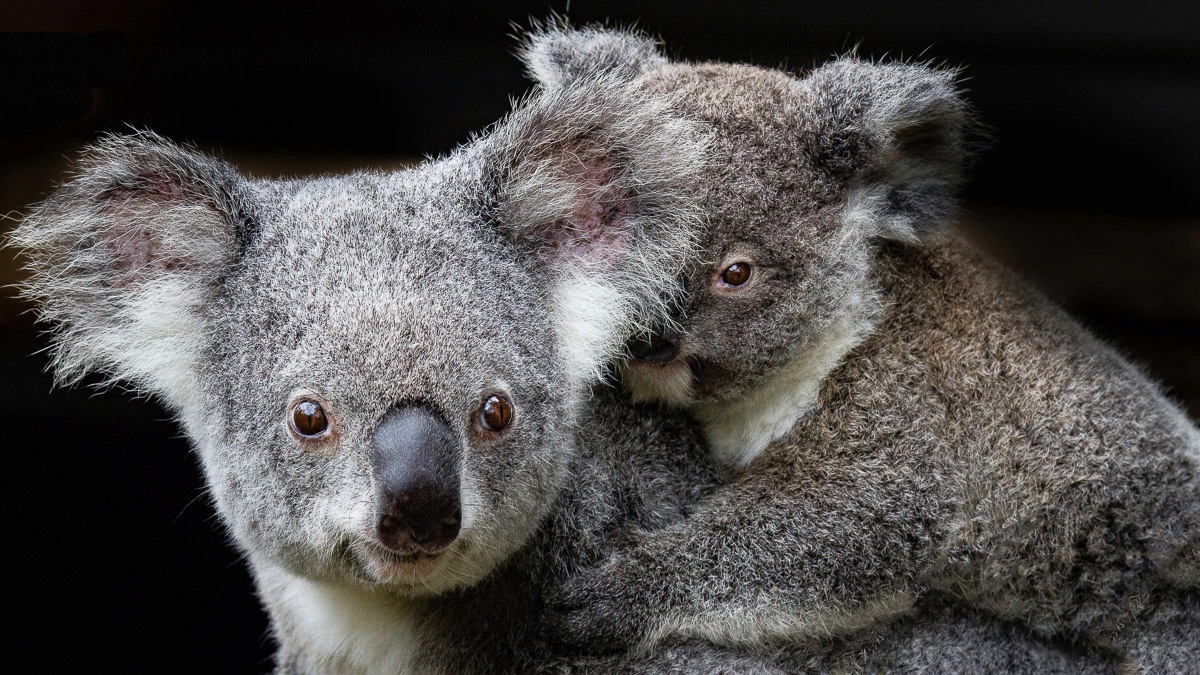 Image of Papermoon Fototapete "Koala Mutter und Joey"