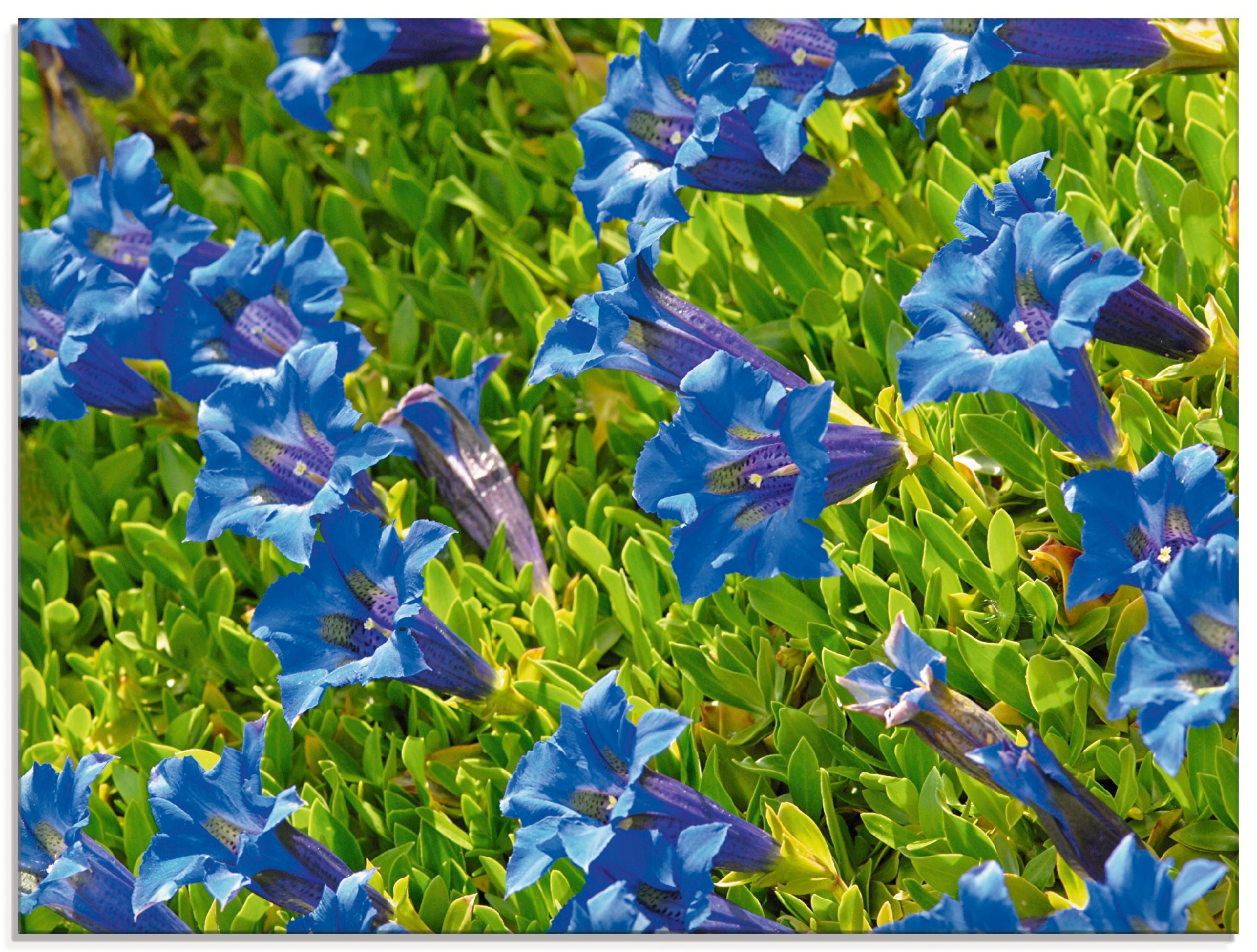 Image of Artland Glasbild »Enzian«, Blumenwiese, (1 St.) bei Ackermann Versand Schweiz