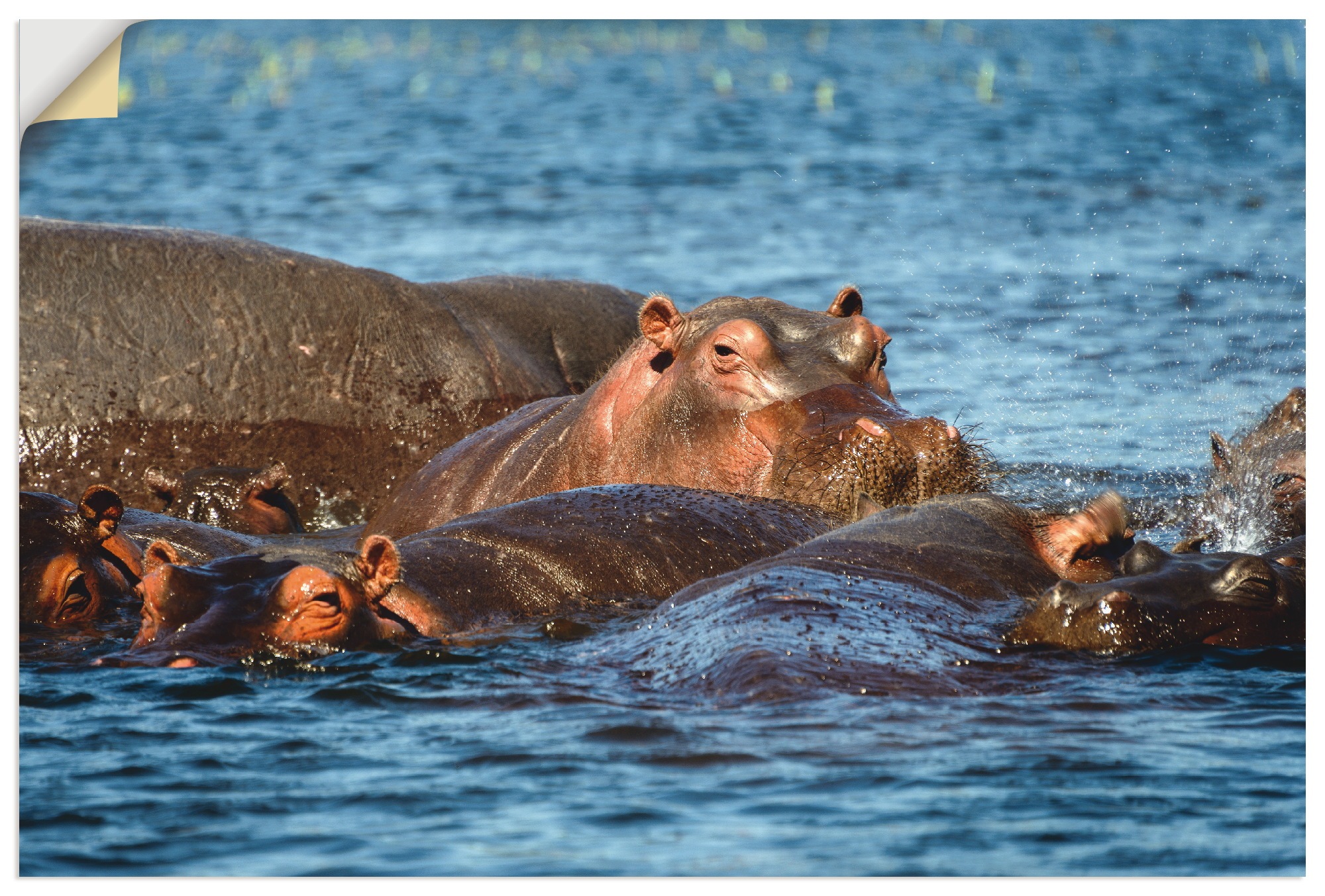 Image of Artland Wandbild »Flusspferde im Chobe Fluss«, Wildtiere, (1 St.), in vielen Grössen & Produktarten - Alubild / Outdoorbild für den Aussenbereich, Leinwandbild, Poster, Wandaufkleber / Wandtattoo auch für Badezimmer geeignet bei Ackermann Versand Schweiz