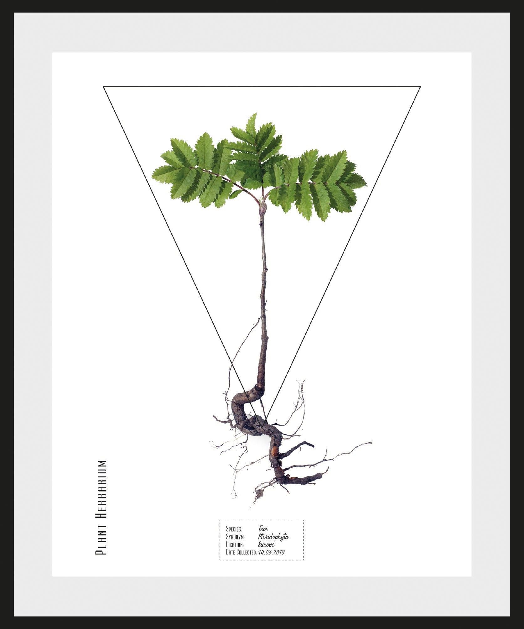 Image of andas Bild »Pflanze Fem Pteridophyta«, mit Rahmen bei Ackermann Versand Schweiz