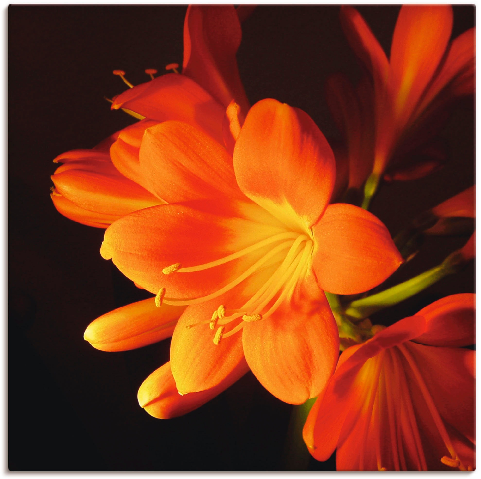 Image of Artland Wandbild »Clivie in leuchtendem Orange«, Blumen, (1 St.), in vielen Grössen & Produktarten -Leinwandbild, Poster, Wandaufkleber / Wandtattoo auch für Badezimmer geeignet bei Ackermann Versand Schweiz