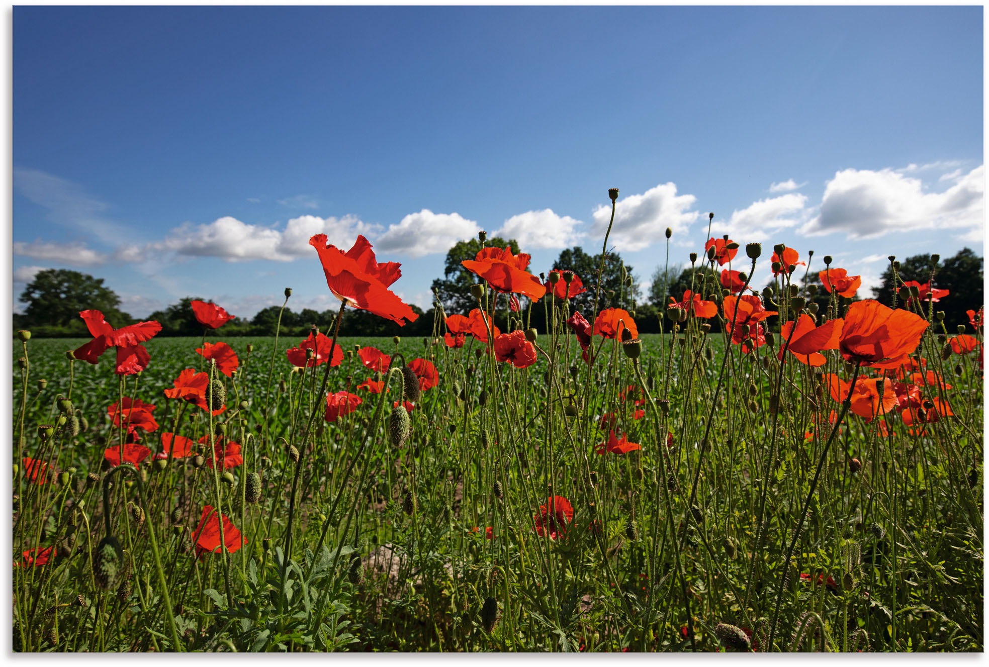 Image of Artland Wandbild »Mohnblumen«, Blumenwiese, (1 St.), in vielen Grössen & Produktarten - Alubild / Outdoorbild für den Aussenbereich, Leinwandbild, Poster, Wandaufkleber / Wandtattoo auch für Badezimmer geeignet bei Ackermann Versand Schweiz