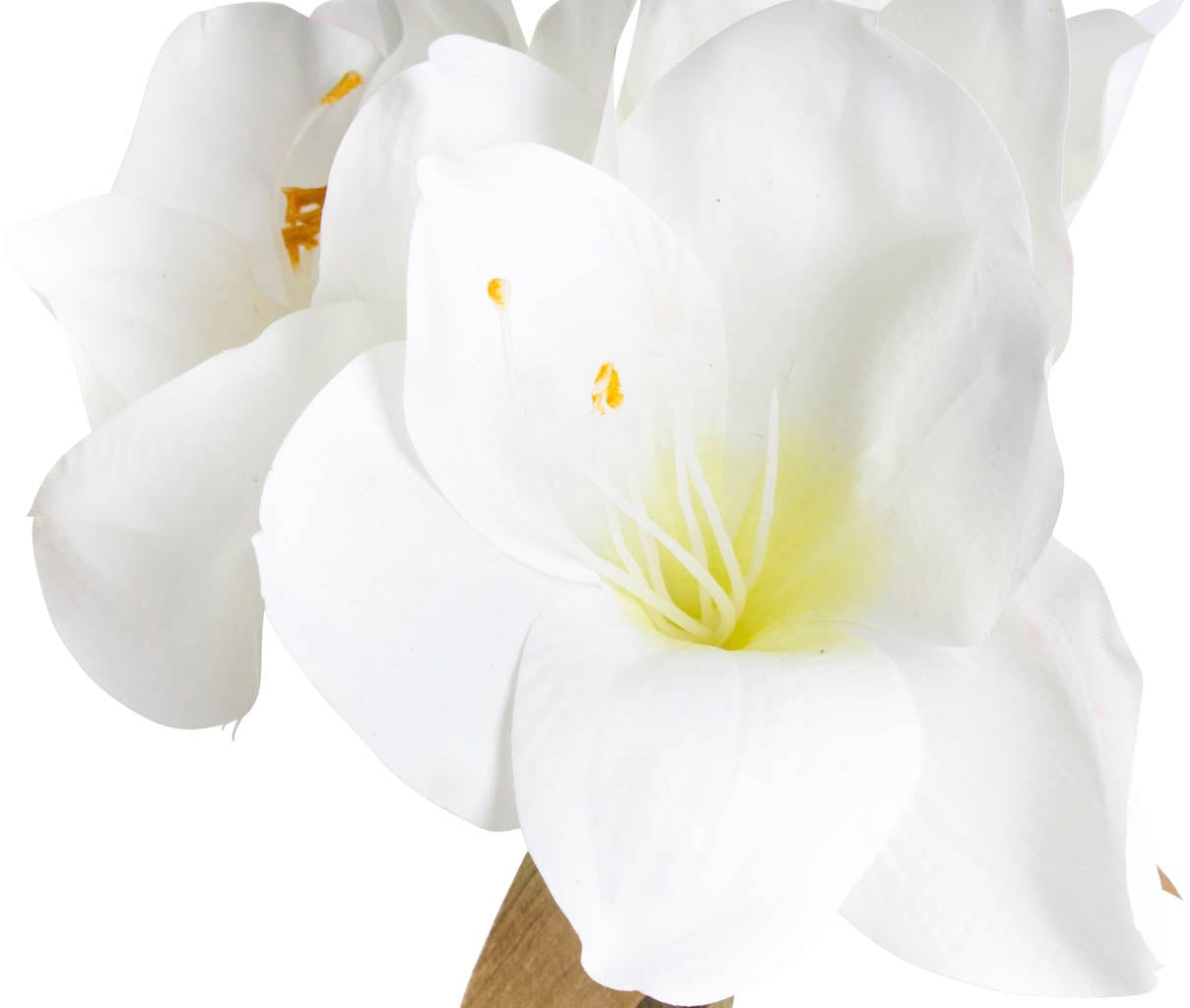 »Amaryllis« jetzt kaufen Botanic-Haus Kunstblume