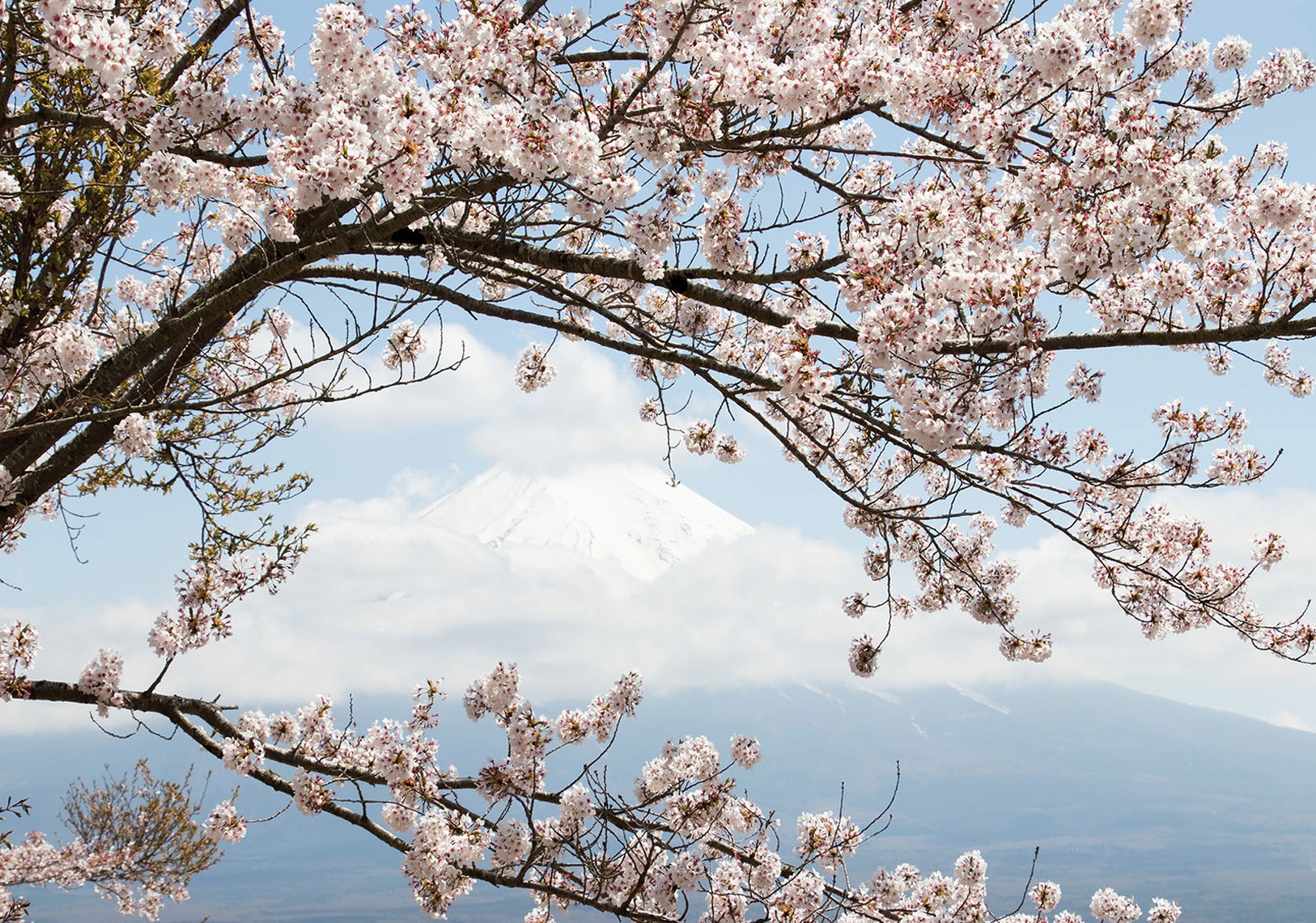 Image of Consalnet Vliestapete »KIRSCHBLÜTEN«, grafisch, in verschiedenen Grössen bei Ackermann Versand Schweiz