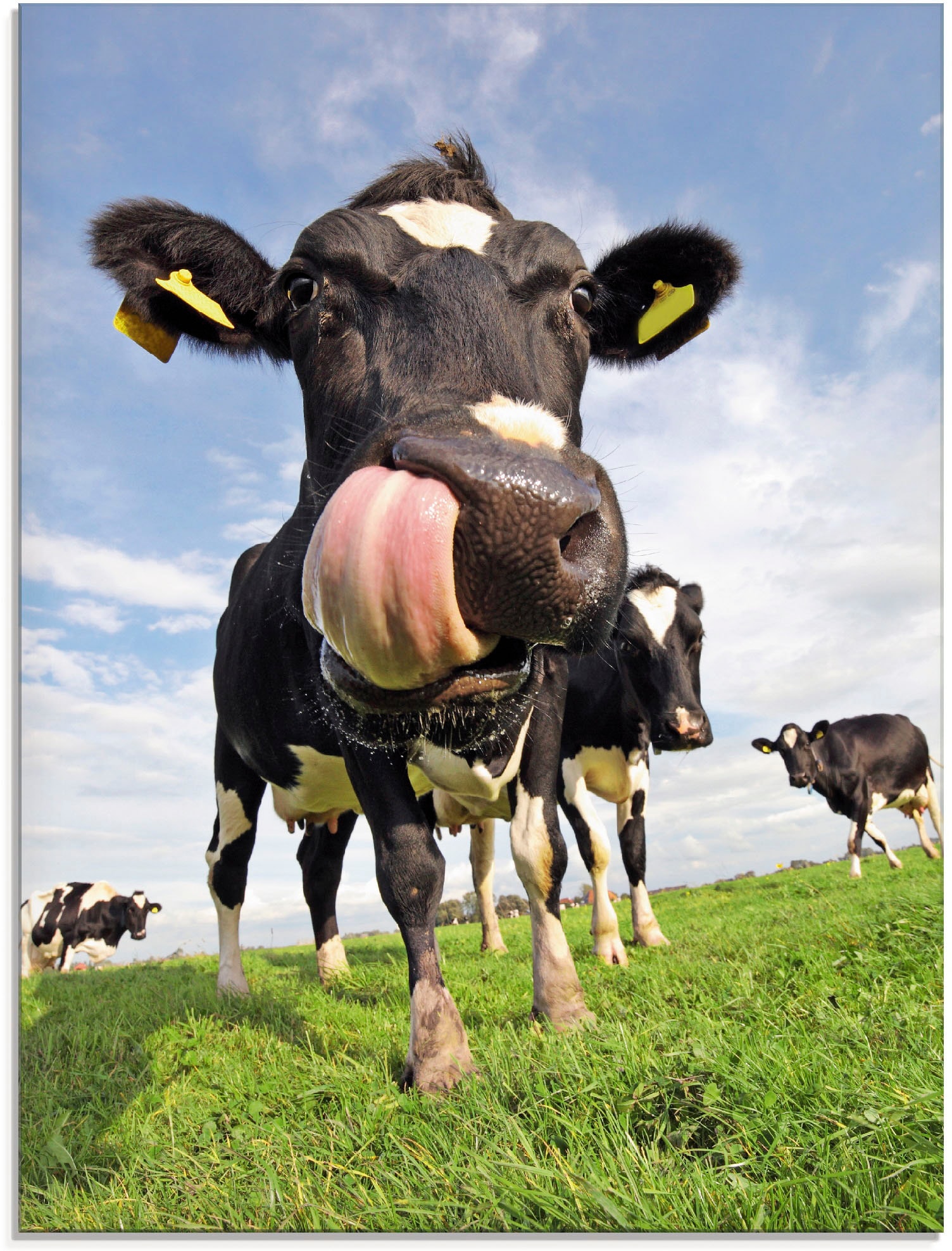 Artland Glasbild »Holstein-Kuh mit gewaltiger Zunge«, Haustiere, (1 St.),  in verschiedenen Grössen maintenant