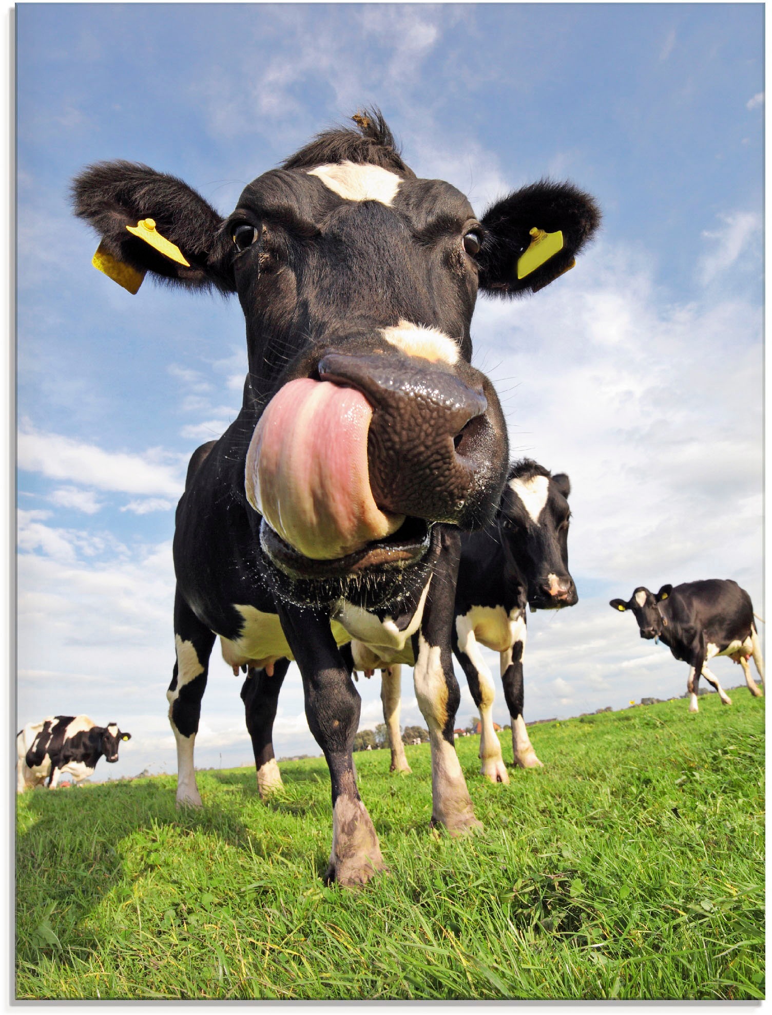 Image of Artland Glasbild "Holstein-Kuh mit gewaltiger Zunge" Haustiere 1 Stk. tlg. in verschiedenen Grössen