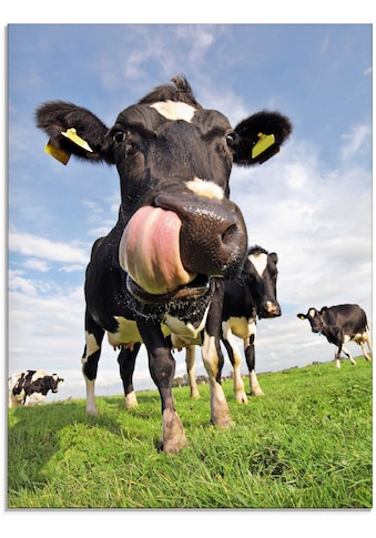 Artland Glasbild »Holstein-Kuh mit gewaltiger Zunge«, Haustiere, (1 St.) kaufen