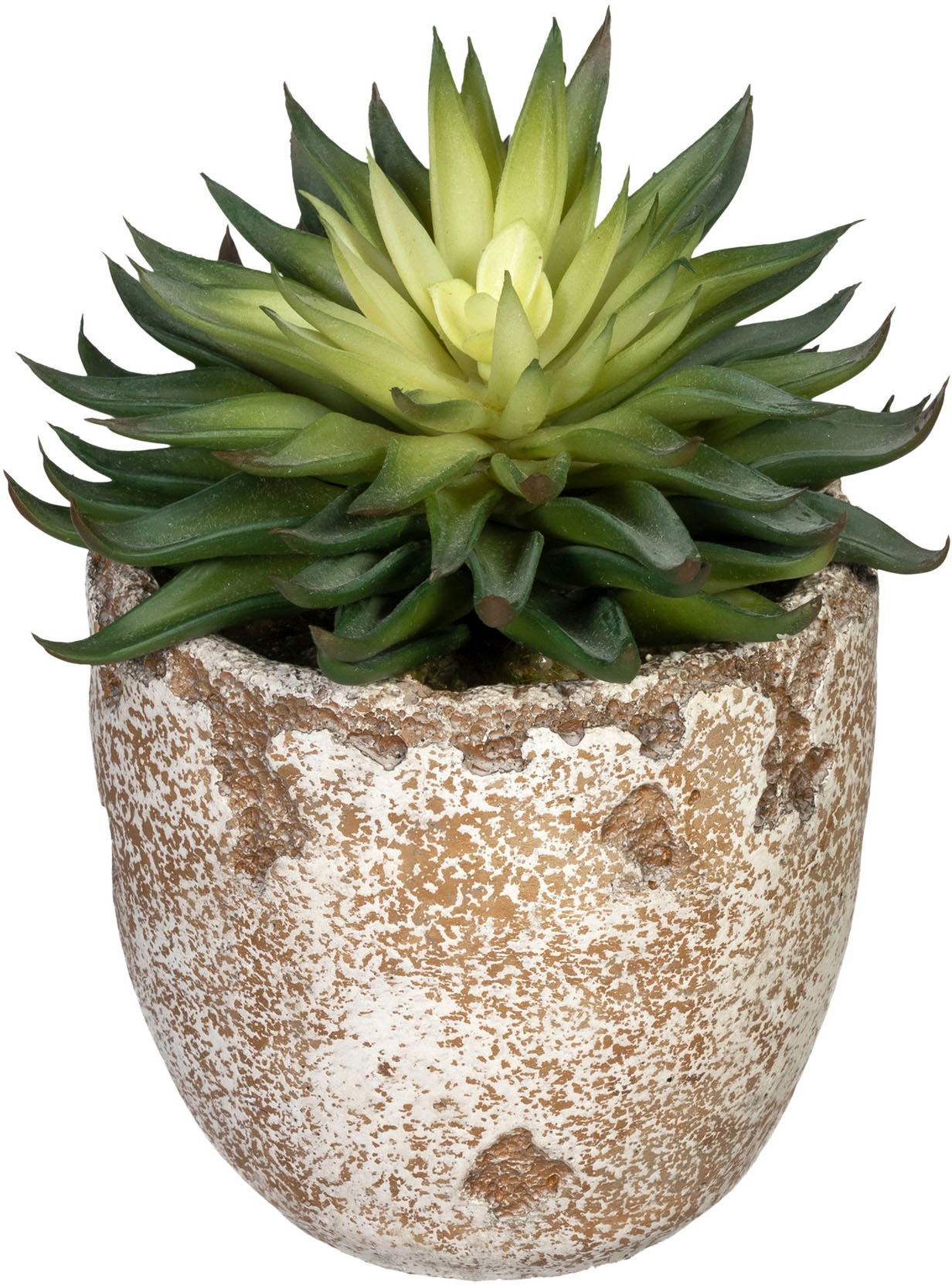 Image of Creativ green Künstliche Zimmerpflanze »Echeveria affinis«, (1 St.), im Zementtopf bei Ackermann Versand Schweiz