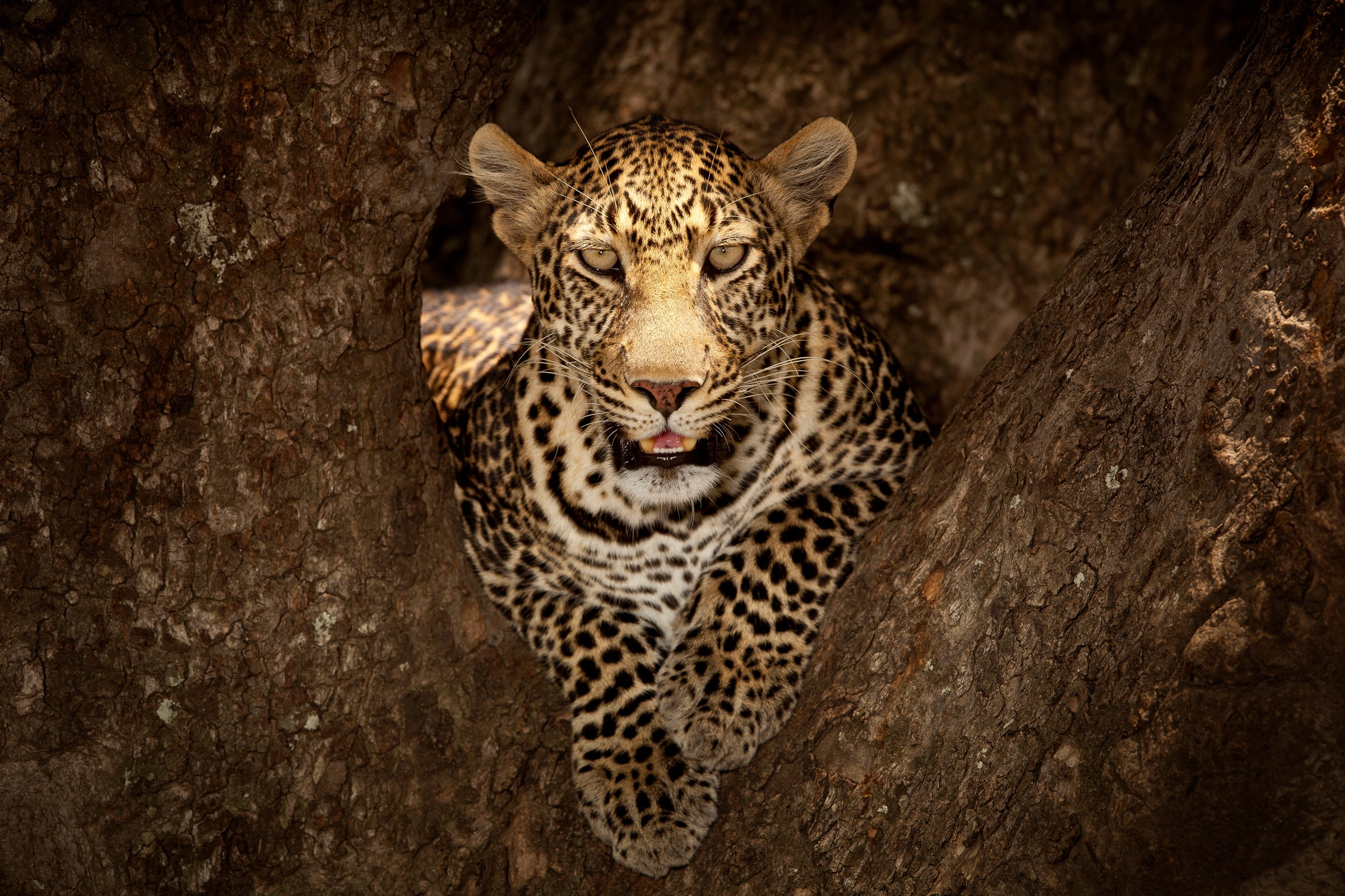 Image of Papermoon Fototapete »Photo-Art OZKAN OZMEN, LEOPARD RUHT AUF EINEM BAUM IN MASAI MARA«, Vliestapete, hochwertiger Digitaldruck, inklusive Kleister bei Ackermann Versand Schweiz