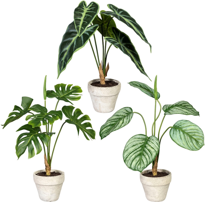 Botanic-Haus Künstliche Zimmerpflanze »Calathea« bequem kaufen
