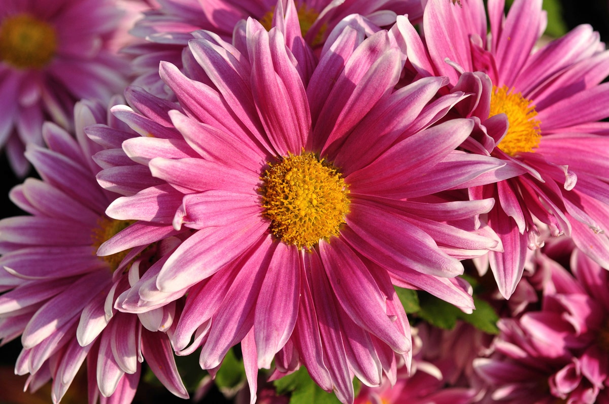 Image of Papermoon Fototapete "Blume"