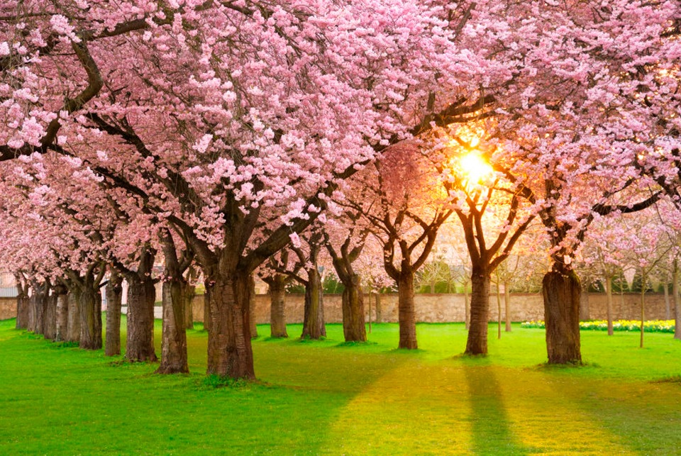 Image of Papermoon Fototapete »Cherry Tree Garden«, matt, BlueBack, 7 Bahnen, 350 x 260 cm bei Ackermann Versand Schweiz