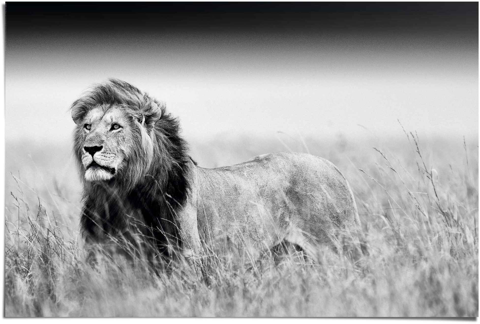 Image of Reinders! Poster »Könige der Natur Elefant«, (1 St.) bei Ackermann Versand Schweiz