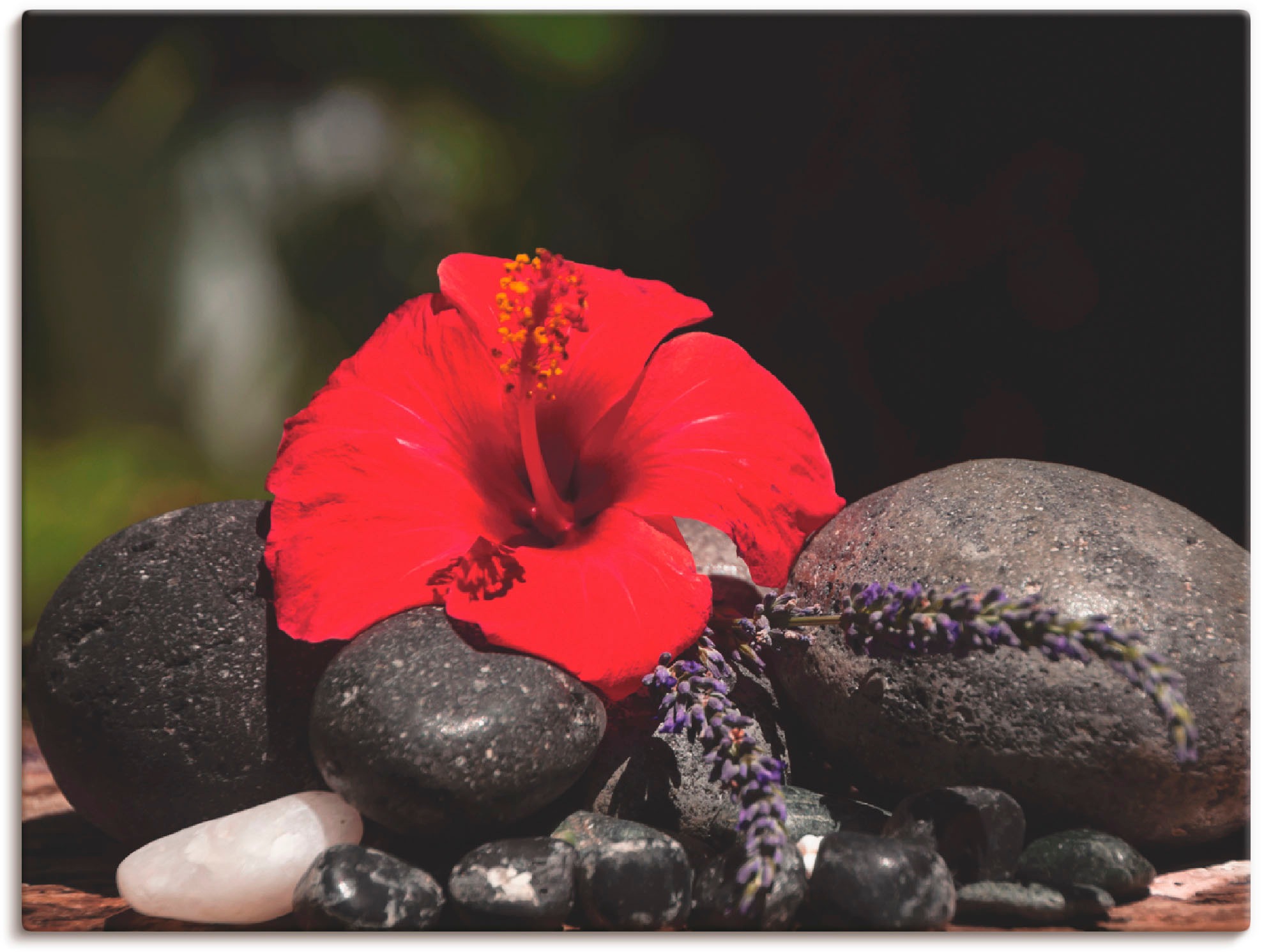 Image of Artland Wandbild »Hibiskus Stillleben«, Blumen, (1 St.), in vielen Grössen & Produktarten -Leinwandbild, Poster, Wandaufkleber / Wandtattoo auch für Badezimmer geeignet bei Ackermann Versand Schweiz