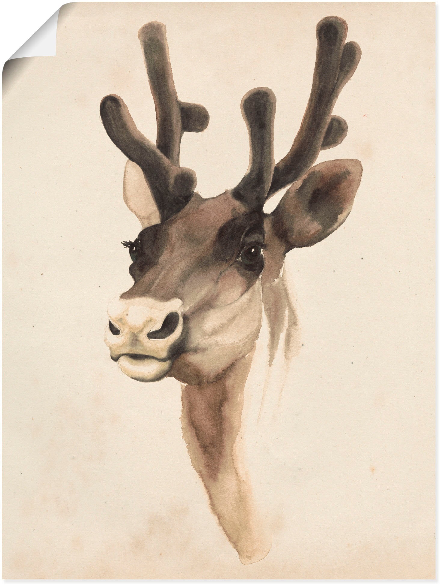 Image of Artland Wandbild »Wasserfarben Tierlehre III«, Wildtiere, (1 St.), in vielen Grössen & Produktarten - Alubild / Outdoorbild für den Aussenbereich, Leinwandbild, Poster, Wandaufkleber / Wandtattoo auch für Badezimmer geeignet bei Ackermann Versand Schweiz