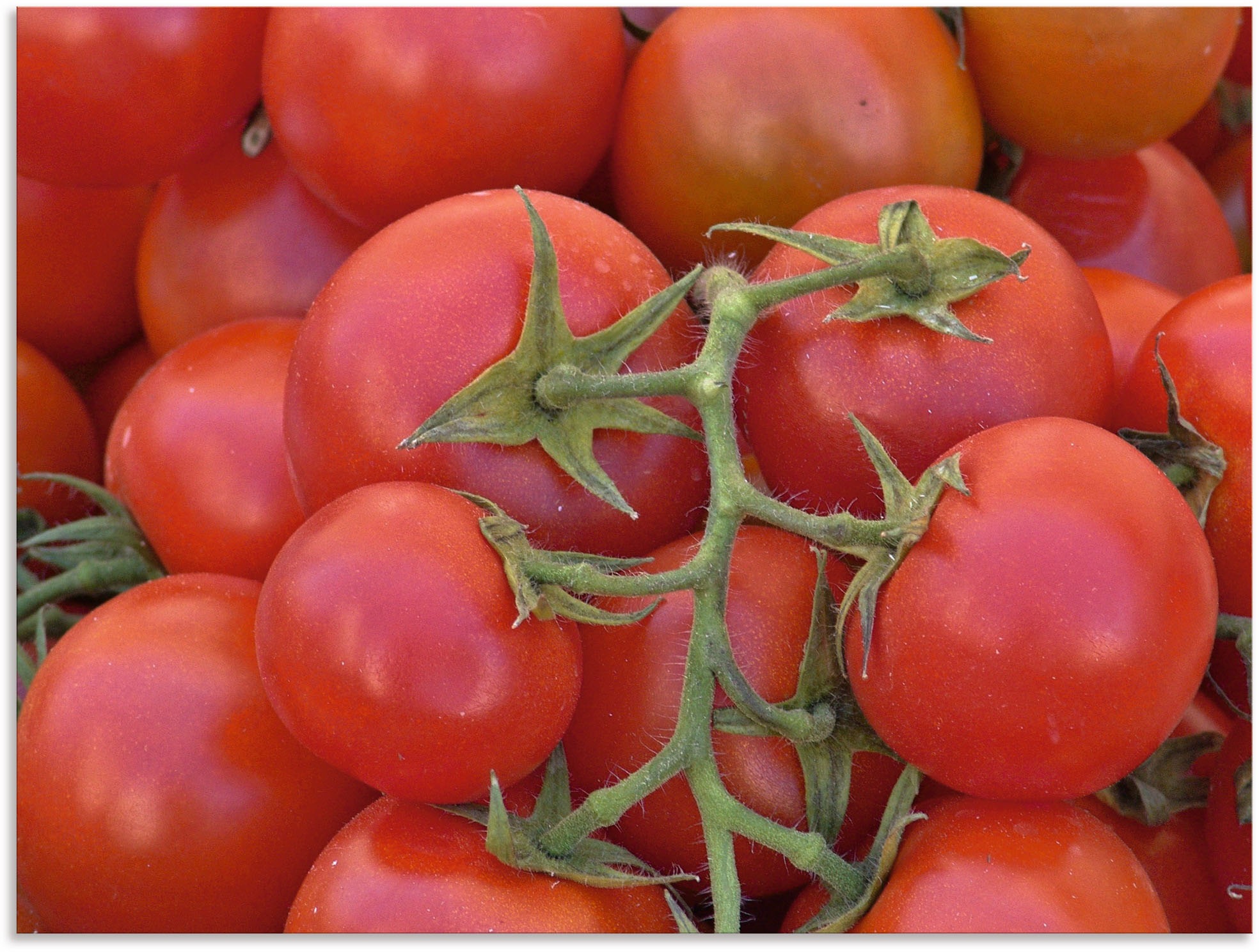 Image of Artland Wandbild »Leckere Strauchtomaten«, Lebensmittel, (1 St.), in vielen Grössen & Produktarten - Alubild / Outdoorbild für den Aussenbereich, Leinwandbild, Poster, Wandaufkleber / Wandtattoo auch für Badezimmer geeignet bei Ackermann Versand Schweiz