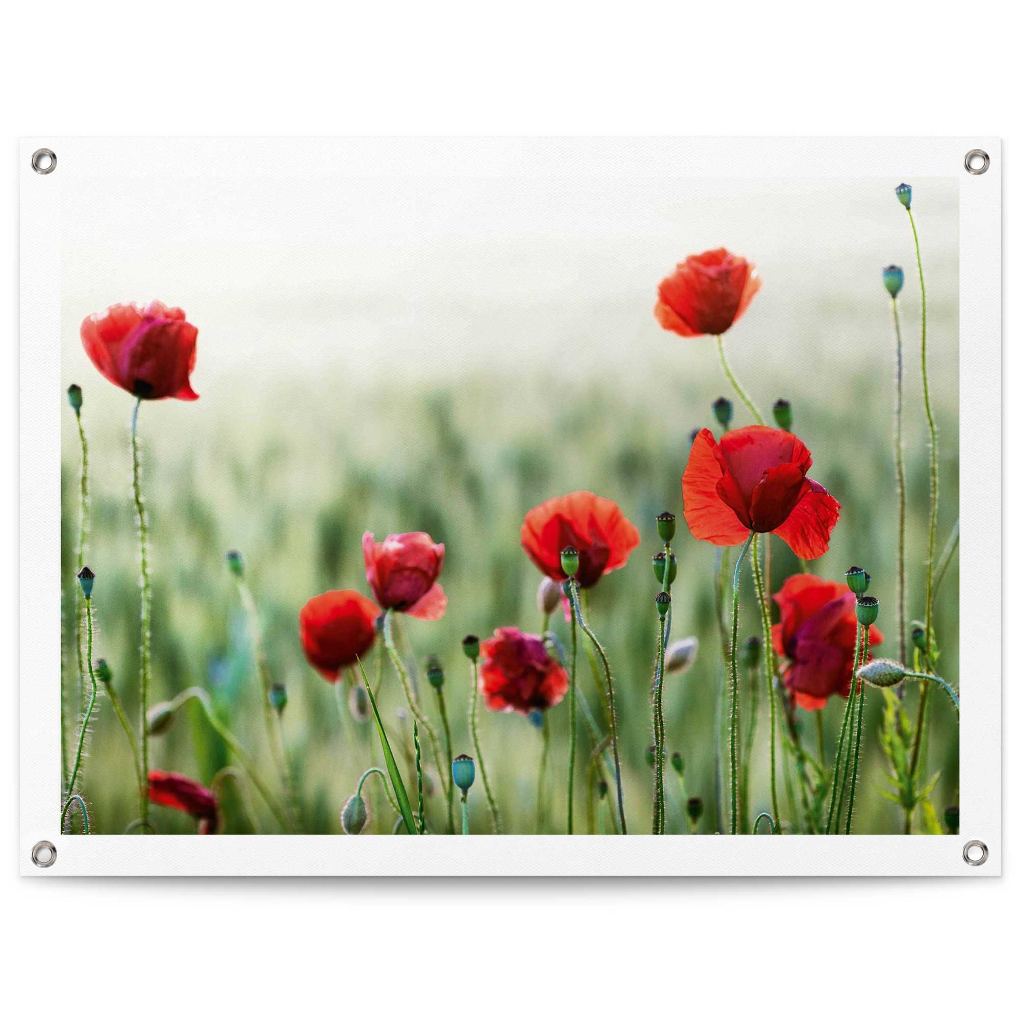 Image of Reinders Poster "Mohnblüten" Outdoor für Garten oder Balkon