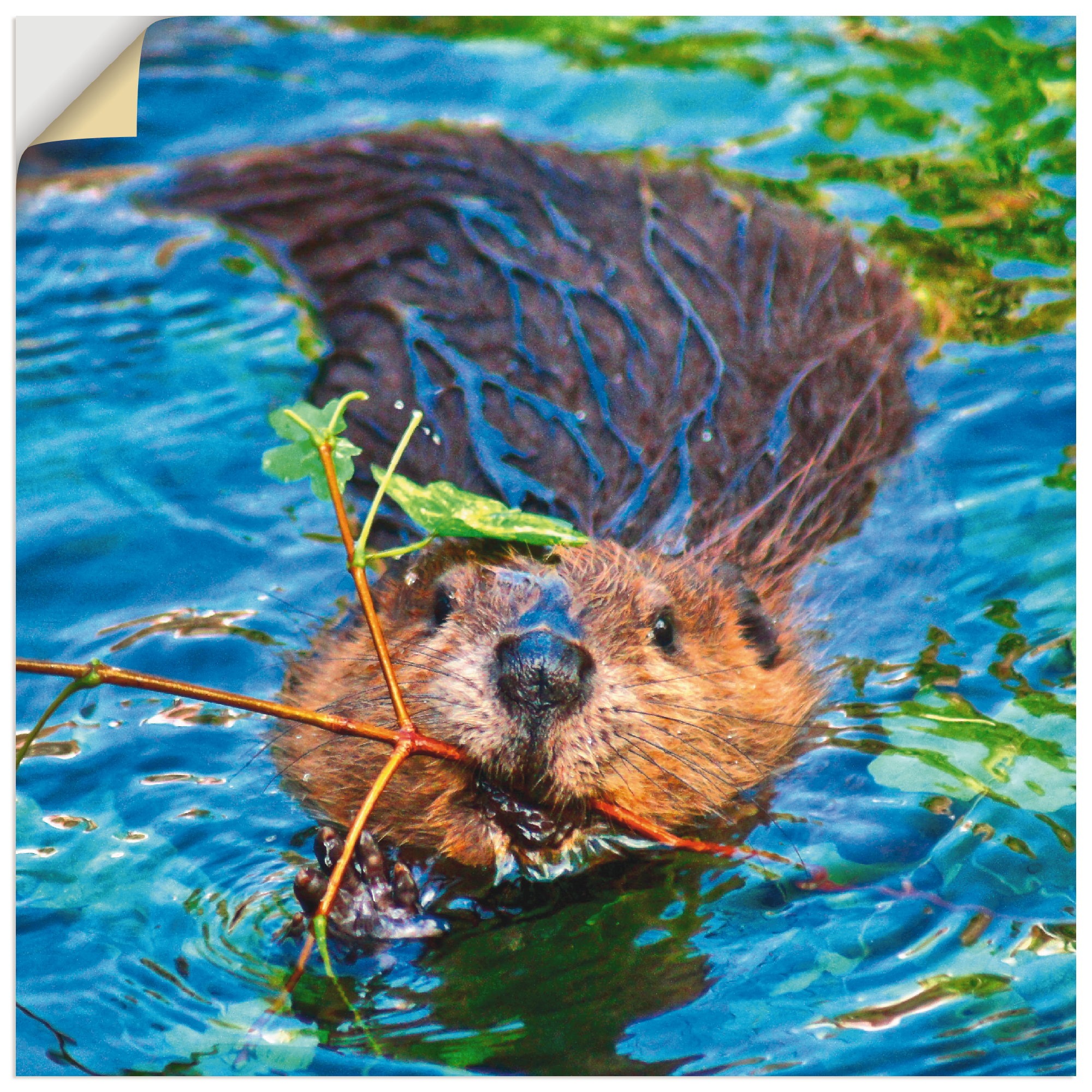 Image of Artland Wandbild »Biber Apport«, Wildtiere, (1 St.), in vielen Grössen & Produktarten - Alubild / Outdoorbild für den Aussenbereich, Leinwandbild, Poster, Wandaufkleber / Wandtattoo auch für Badezimmer geeignet bei Ackermann Versand Schweiz