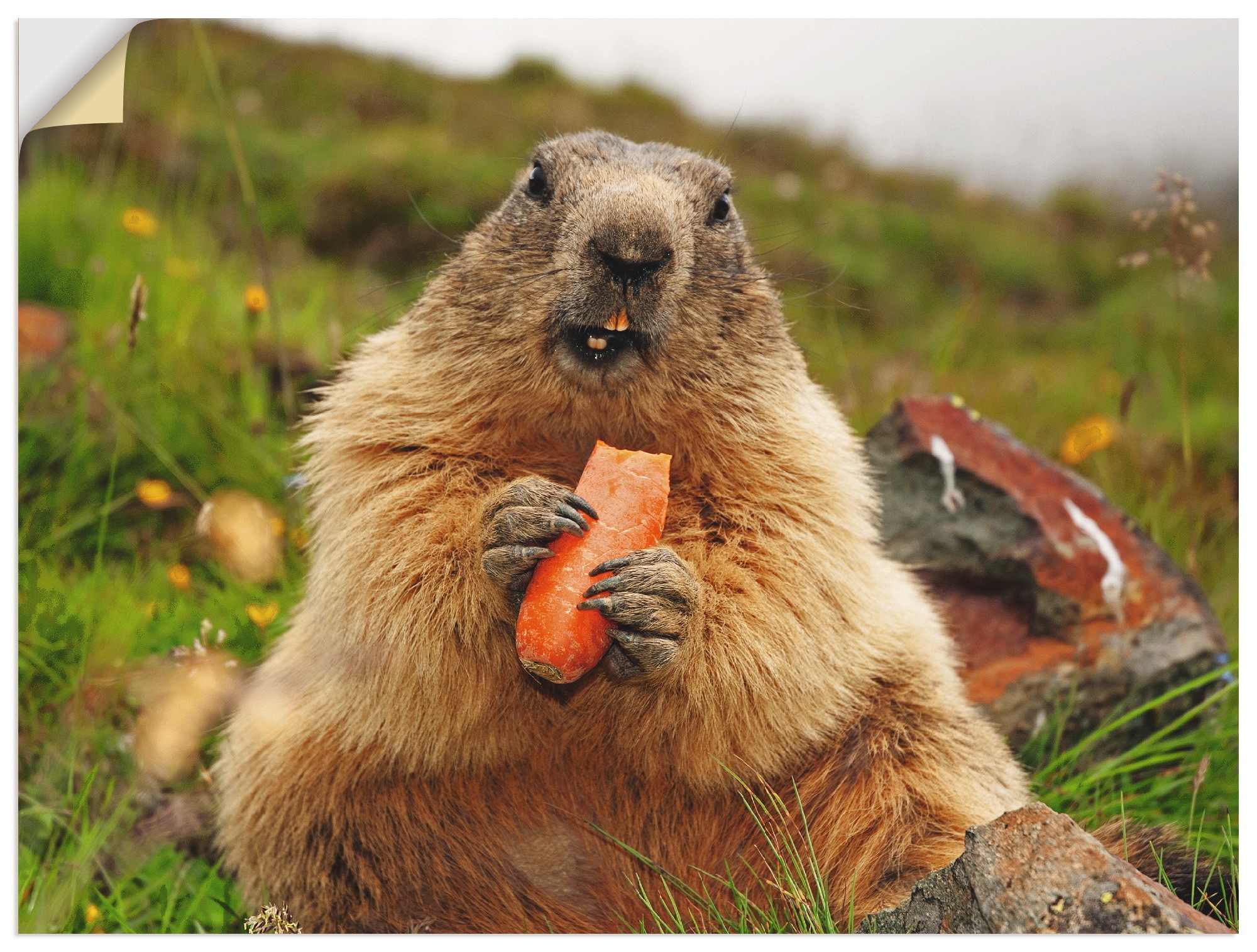 Image of Artland Wandbild »Murmeltier«, Wildtiere, (1 St.), in vielen Grössen & Produktarten -Leinwandbild, Poster, Wandaufkleber / Wandtattoo auch für Badezimmer geeignet bei Ackermann Versand Schweiz