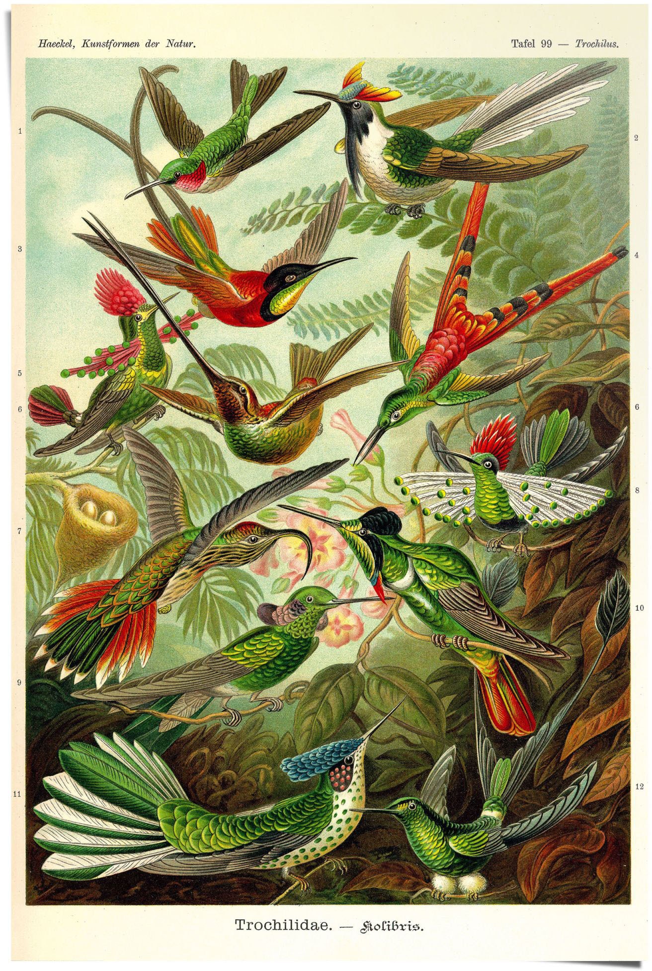 Image of Reinders Poster "Kolibris Lithografie" 1 Stk. tlg.